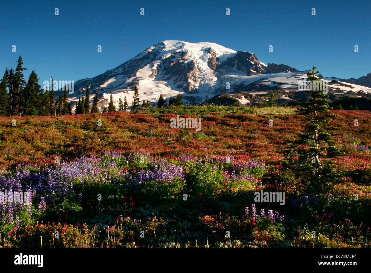 Mt Rainier au-dessus de prairies d'Heather rose lupin et le pinceau en feu en couleur près de Paradise. Banque D'Images
