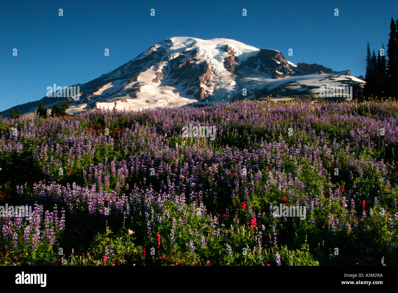 Mt Rainier au-dessus de prairies de lupin et le pinceau près de Paradise Mount Rainier National Park New York USA Banque D'Images