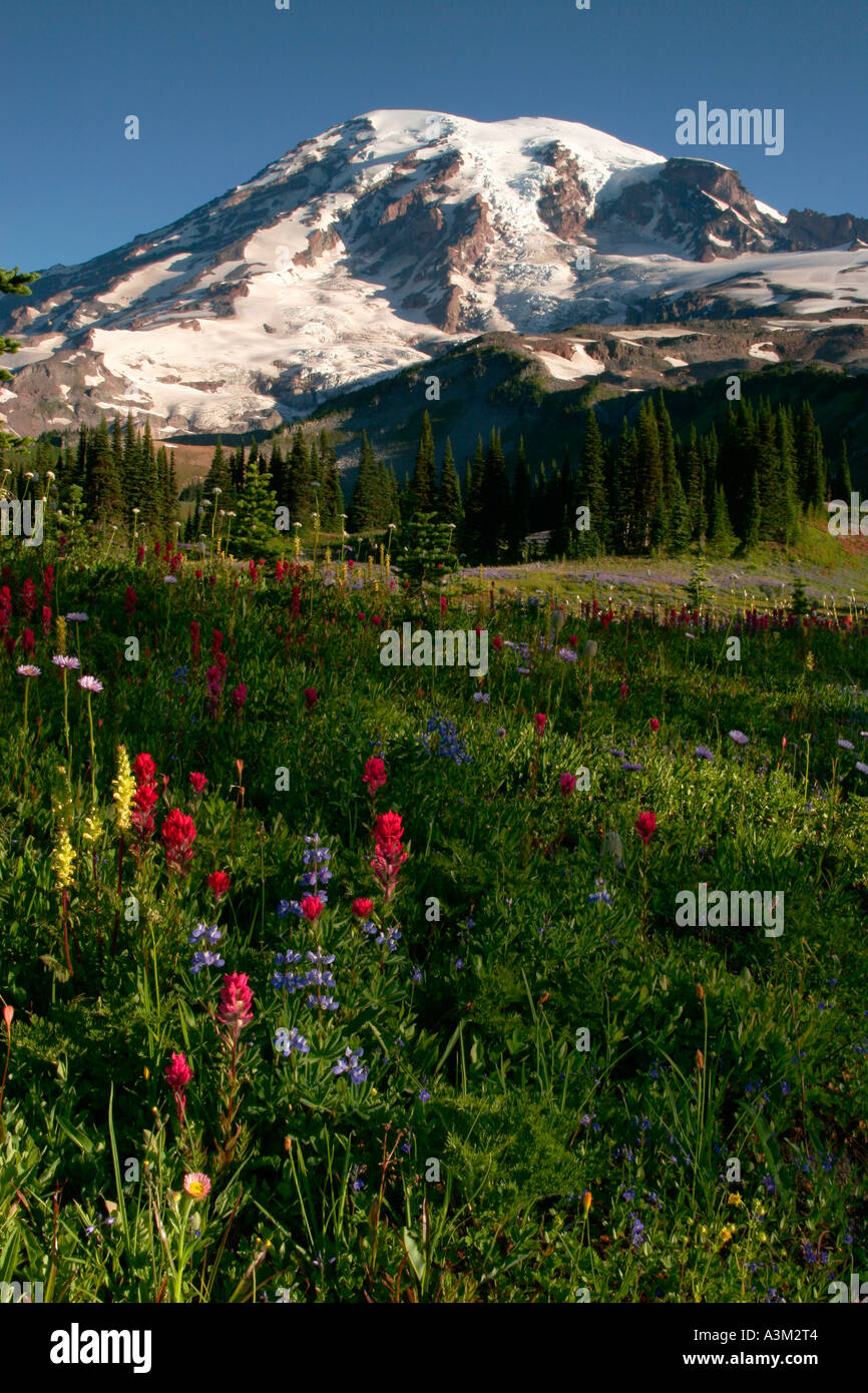 Mt Rainier au-dessus de prairies de lupin et le pinceau près de Paradise Mount Rainier National Park New York USA Banque D'Images