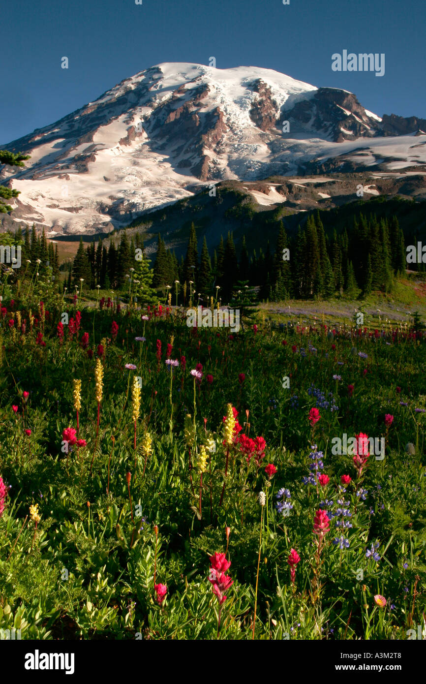 Mt Rainier au-dessus de prairies de lupin et le pinceau près de Paradise Mount Rainier National Park New York USA Banque D'Images