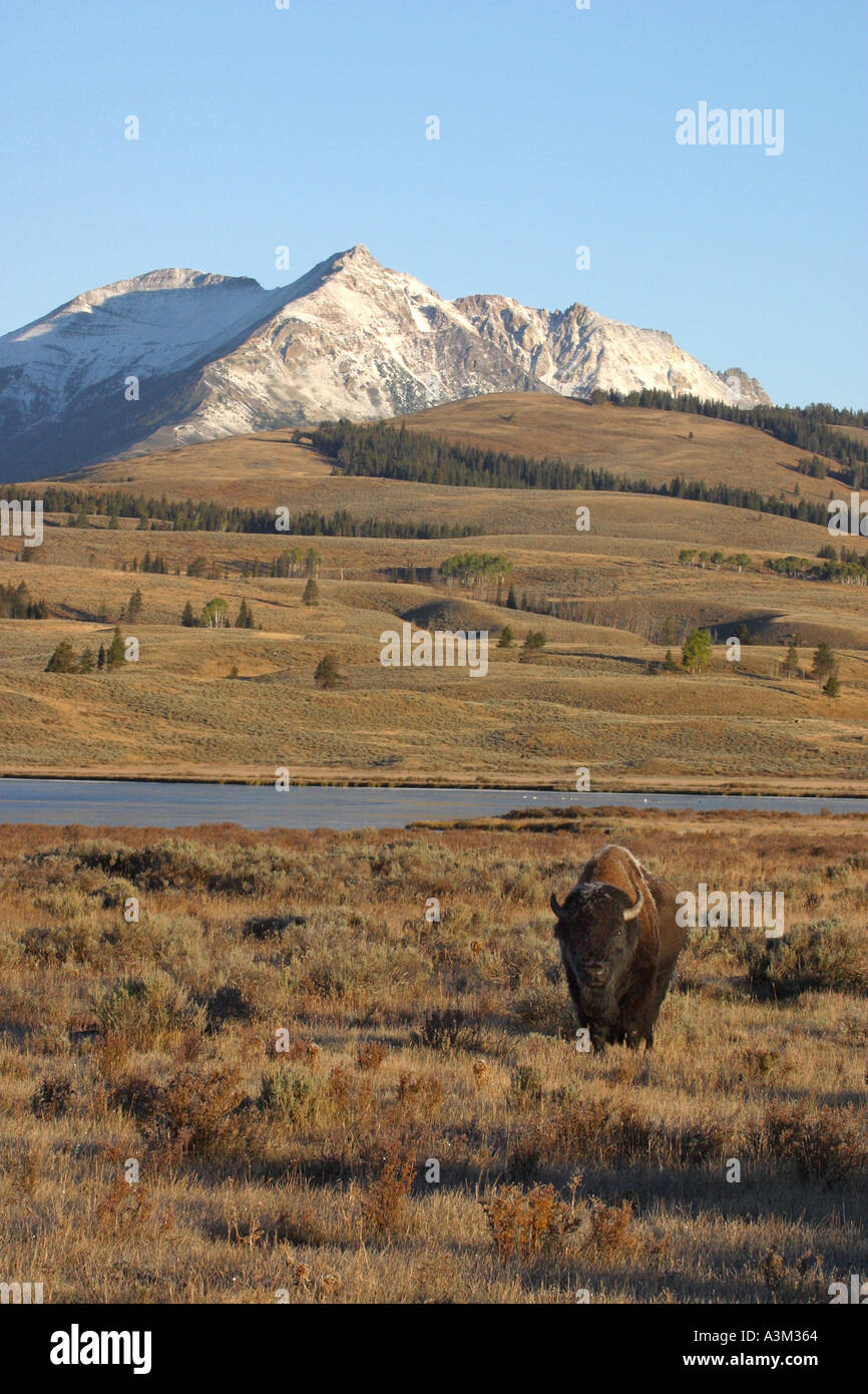 Avec Bison Electric Peak et SWan LAke Bison bison Yellowstone Nat Pk USA Banque D'Images