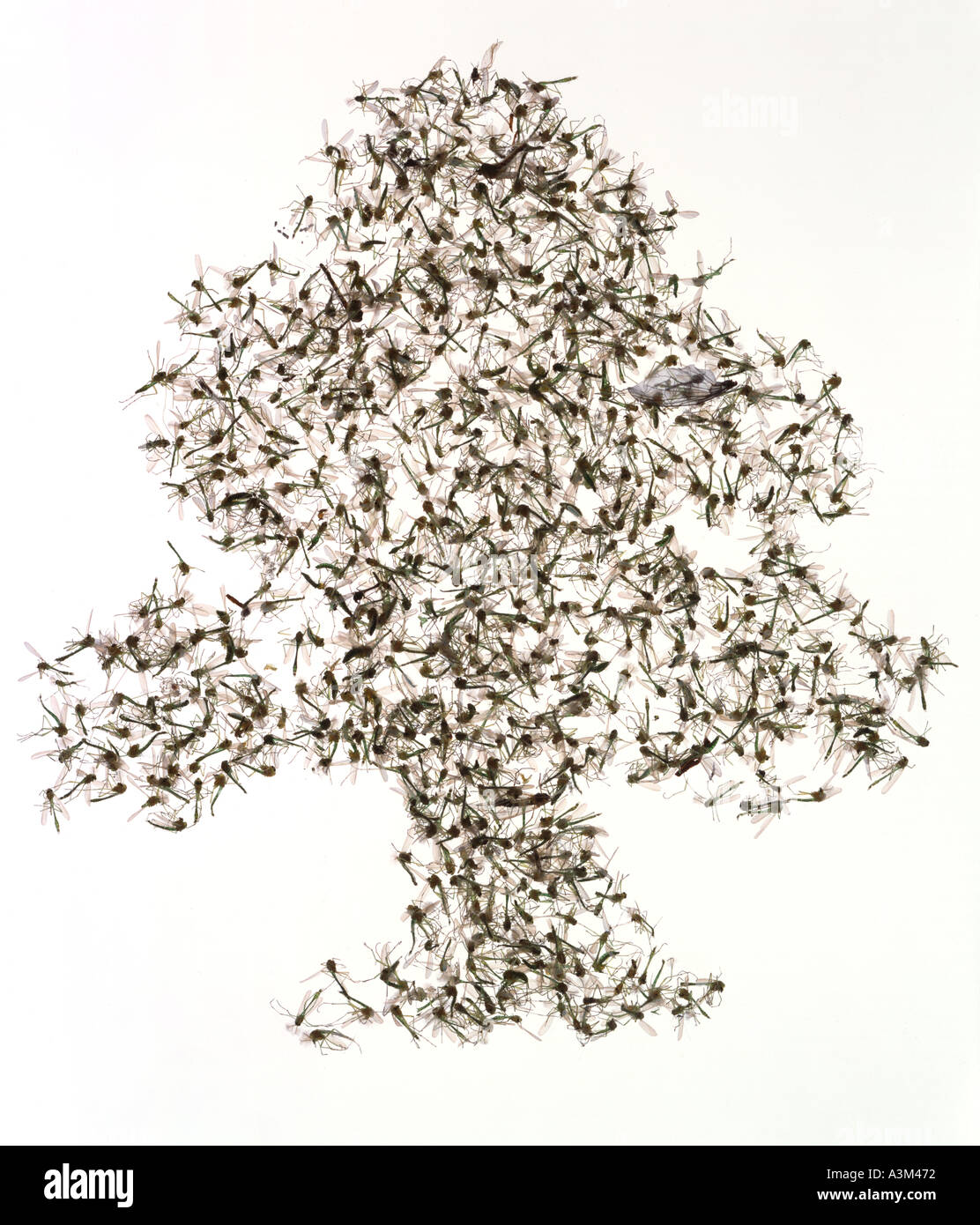 De nombreux pucerons morts en forme d'arbre Banque D'Images