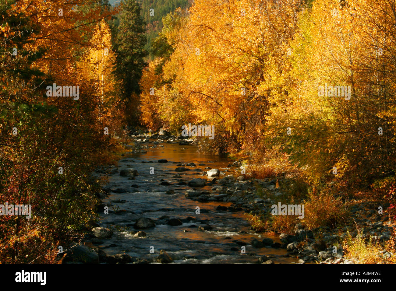 Couleurs d'automne le long de Peshastin Creek Washington USA Banque D'Images