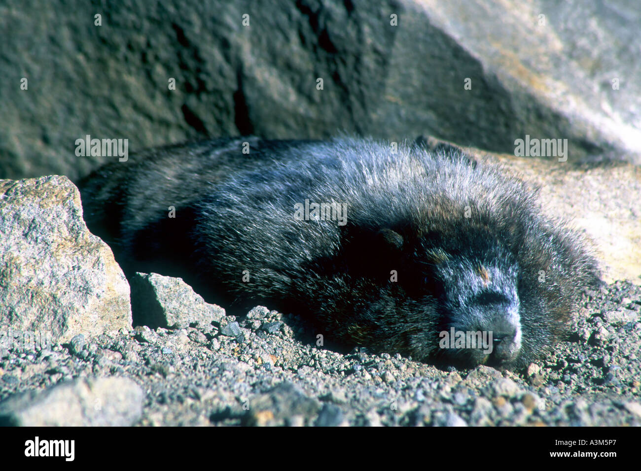 Une marmotte des Rocheuses dans le Parc National de Mount Rainier Washington USA Banque D'Images