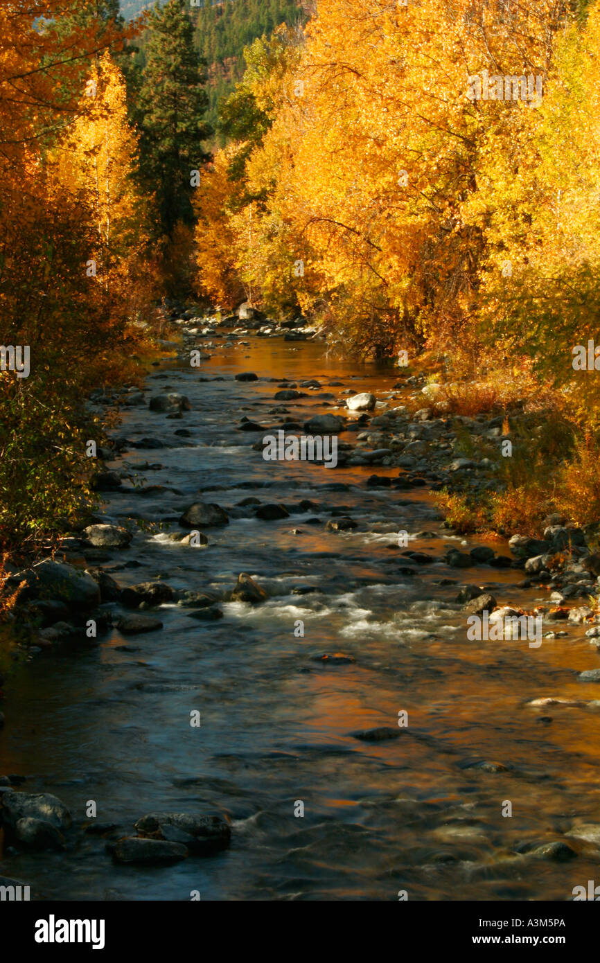 Couleurs d'automne le long de Peshastin Creek Washington USA Banque D'Images