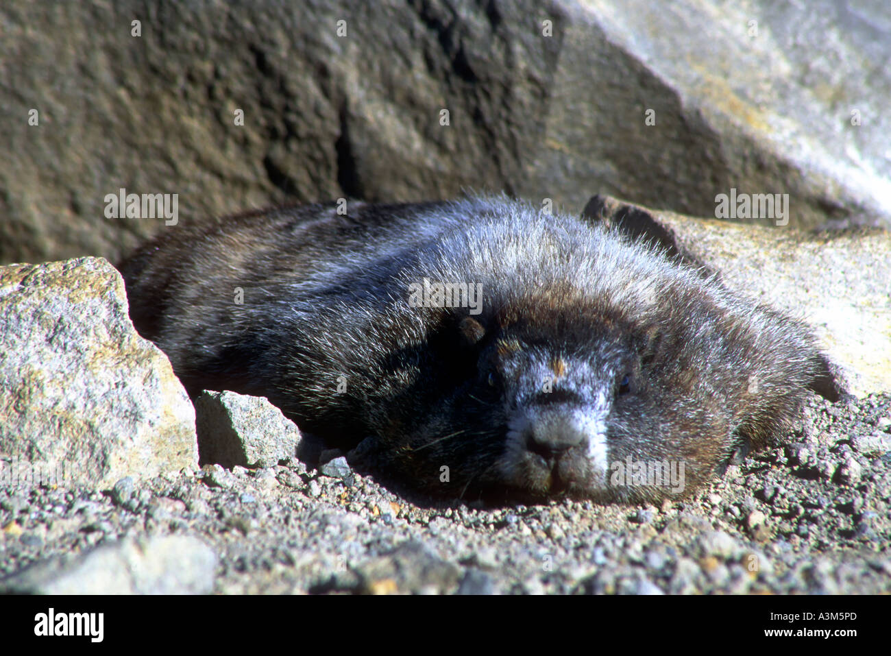 Une marmotte des Rocheuses dans le Parc National de Mount Rainier Washington Banque D'Images