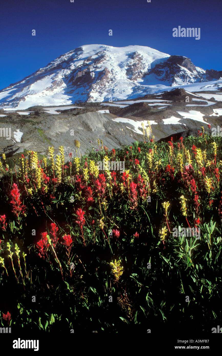 Mt Rainier Paradise Meadows ci-dessus le long du sentier Skyline Mount Rainier National Park Washington Banque D'Images