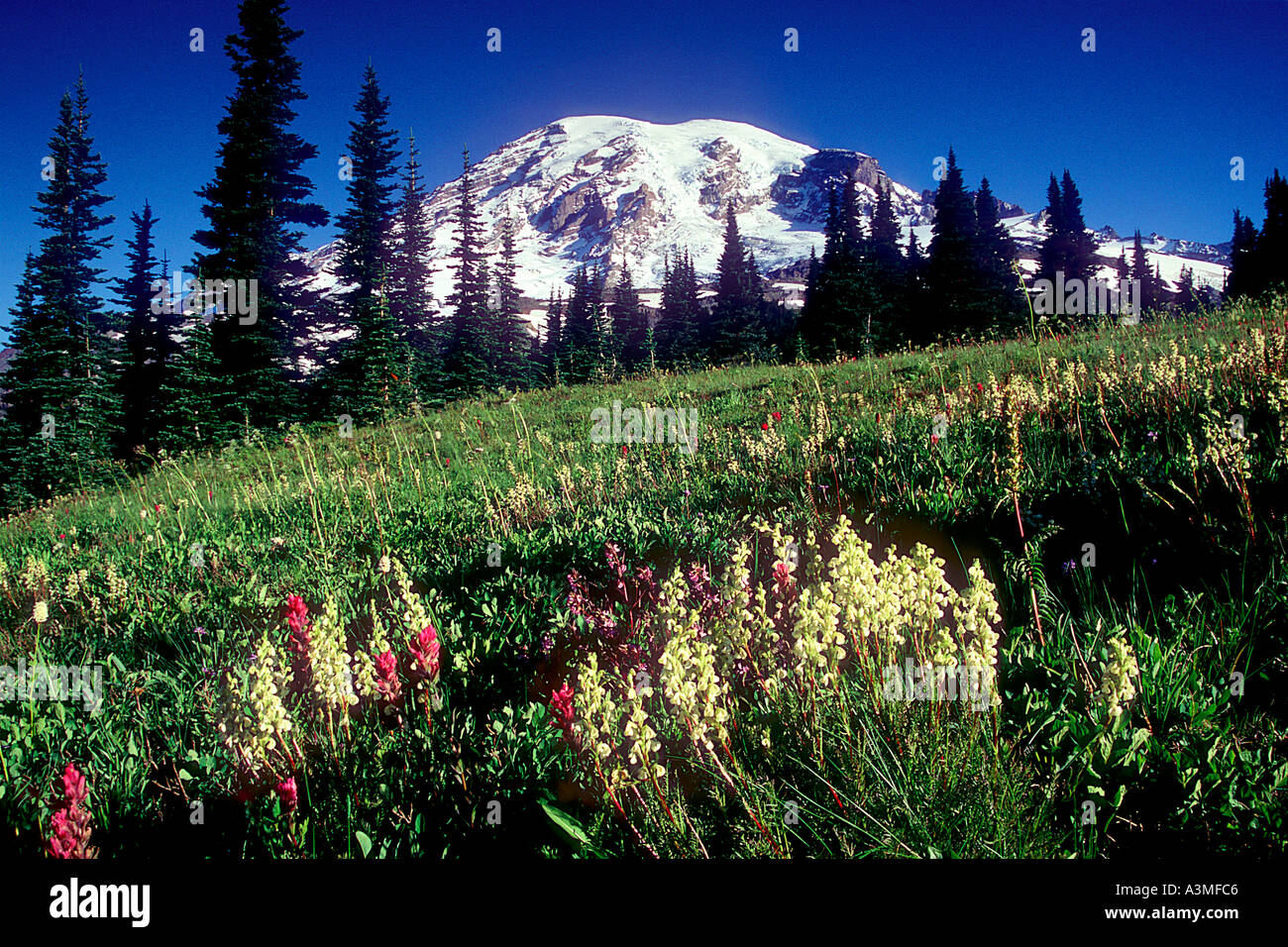 Mt Rainier au-dessus des prairies de fleurs sauvages le long du sentier Skyline à Mount Rainier National Park Washington Banque D'Images