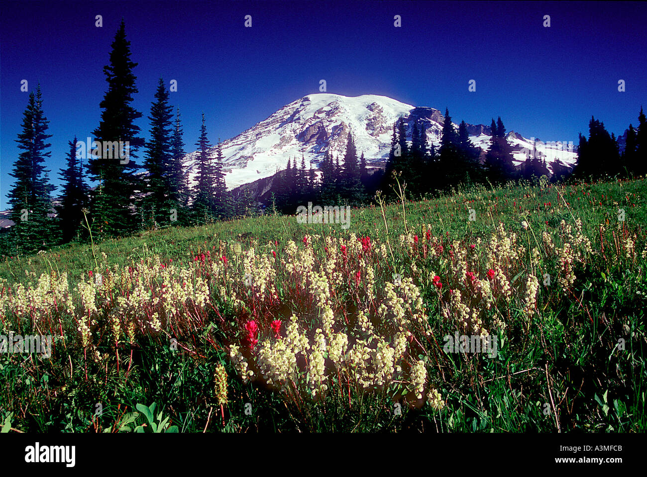 Mt Rainier au-dessus des fleurs des champs le long du sentier Skyline à Mount Rainier National Park Washington Banque D'Images