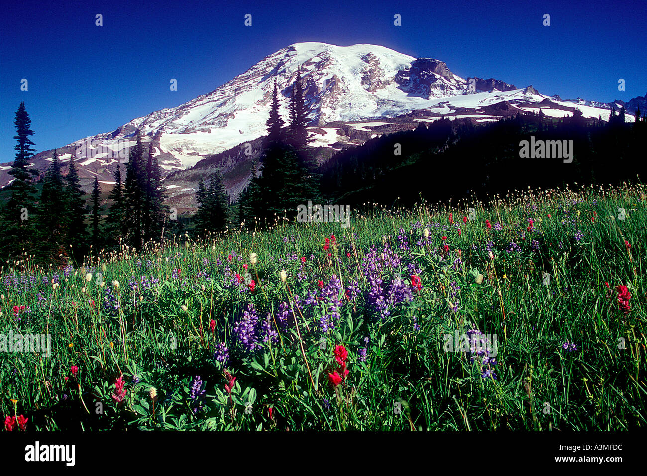 Mt Rainier au-dessus des fleurs des champs le long du sentier Skyline à Mount Rainier National Park Washington Banque D'Images