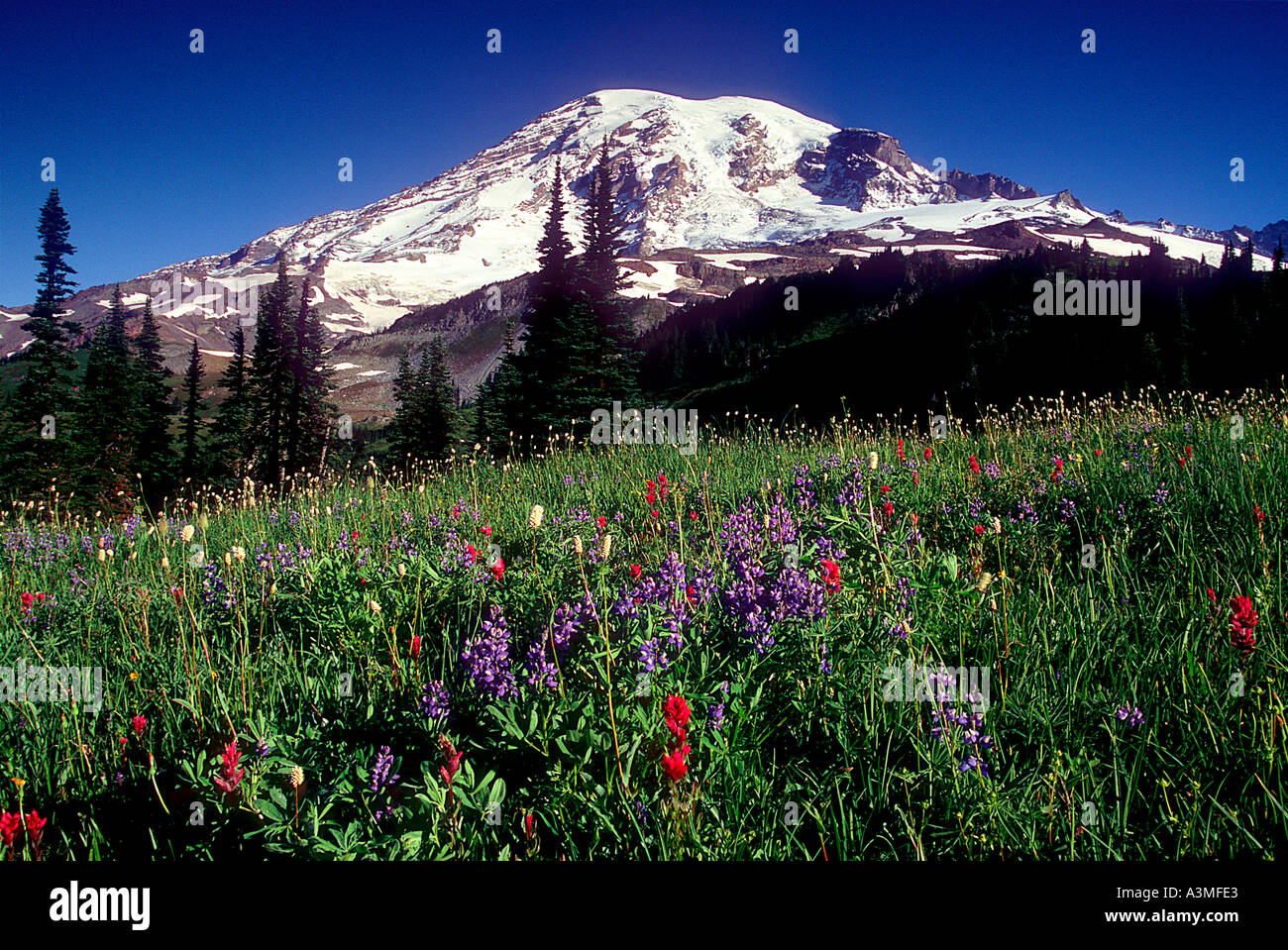 Mt Rainier au-dessus des fleurs des champs le long du sentier Skyline à Mount Rainier National Park Washington Banque D'Images
