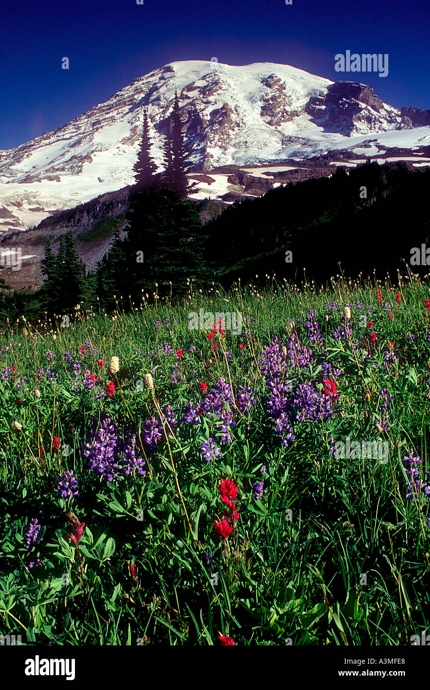 Mt Rainier au-dessus des fleurs des champs le long du sentier Skyline à Mount Rainier National Park Washington Banque D'Images