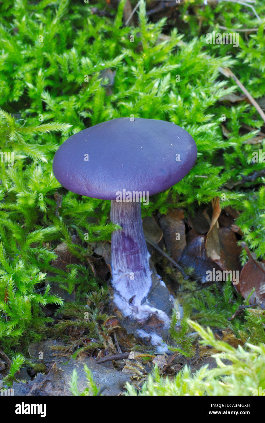 Cortinarius violaceus Banque D'Images