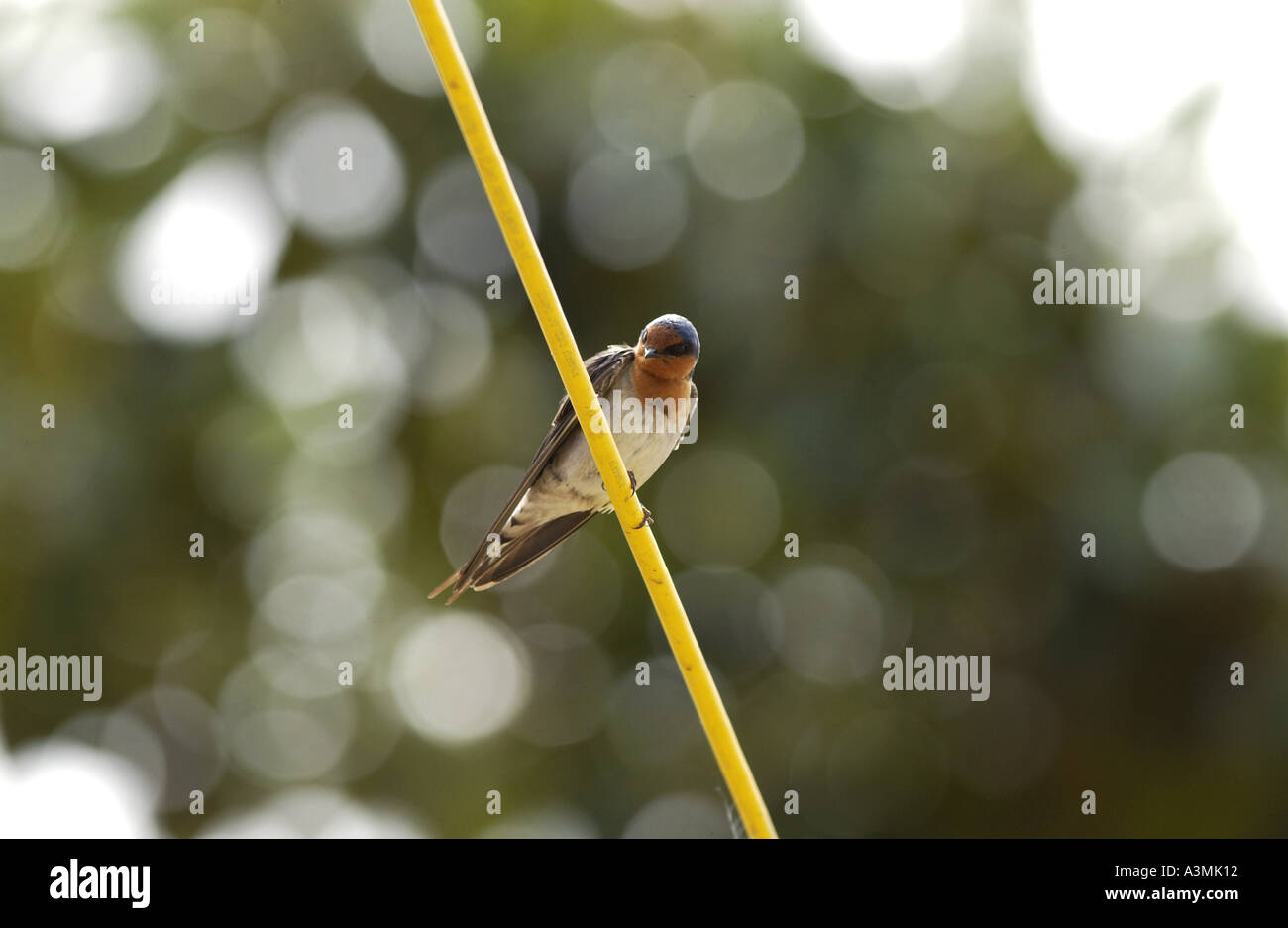 Câble télégraphique Waiuku avaler sur l'Île du Nord en Nouvelle-Zélande Banque D'Images