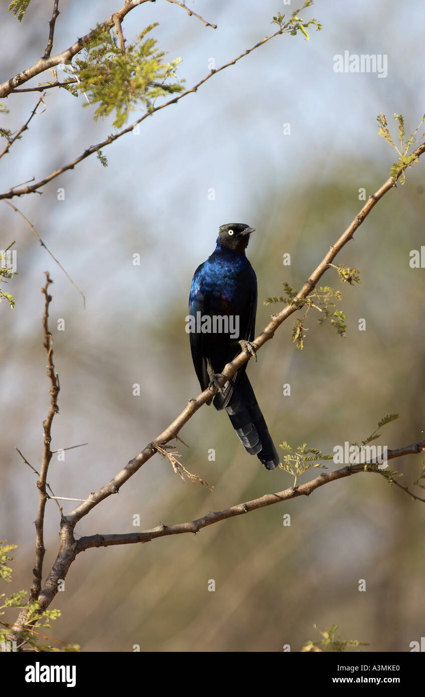 Rueppell s Glossy Starling Grumeti Tanzanie Afrique de l'Est Banque D'Images