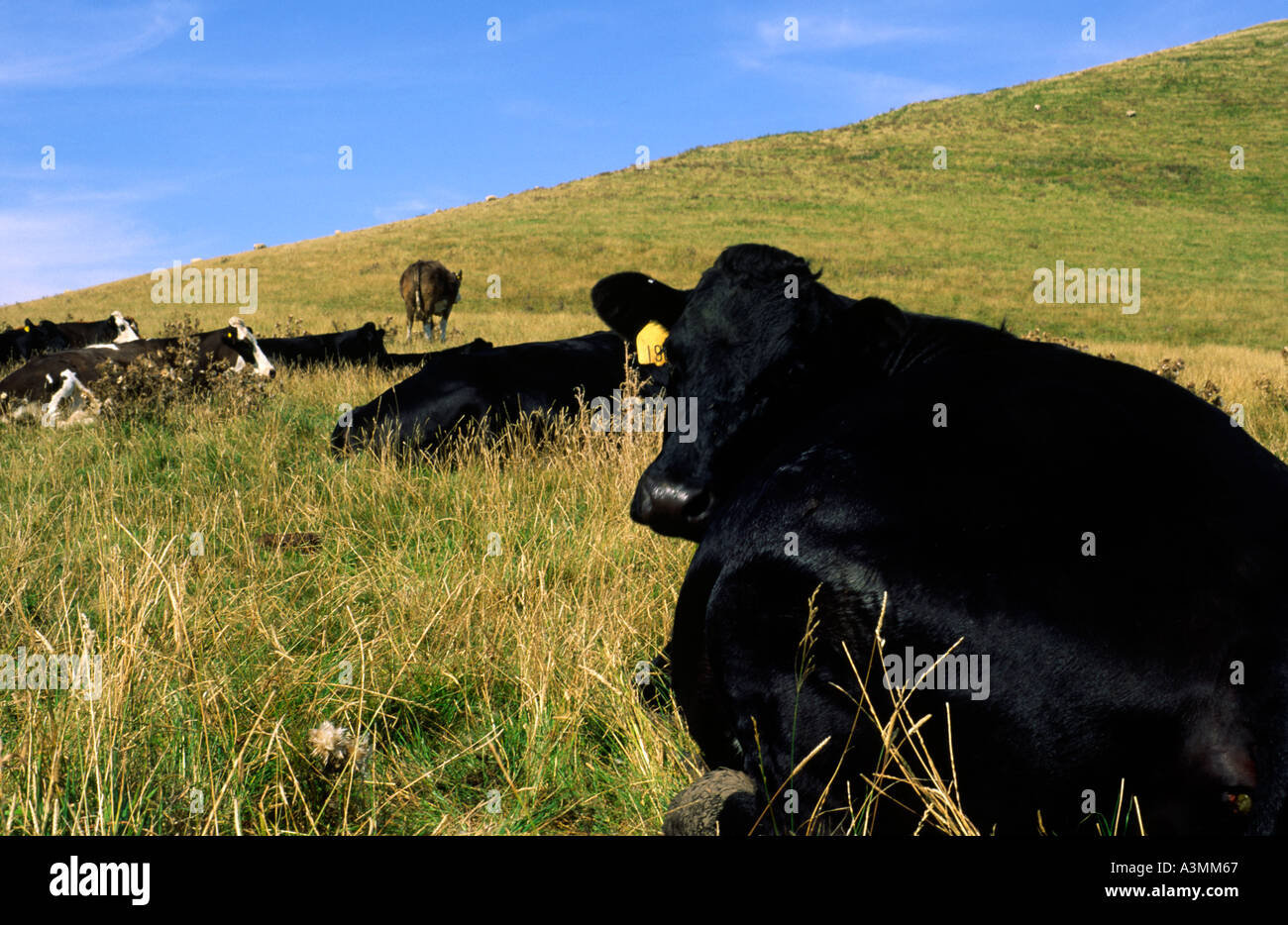Les bovins de race Frisonne de mâcher de l'herbe dans un champ près de Worth Matravers Dorset dans le sud de l'Angleterre Banque D'Images