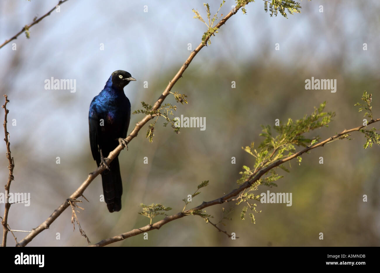 Rueppell s Glossy Starling Grumet Tanzanie Afrique de l'Est Banque D'Images
