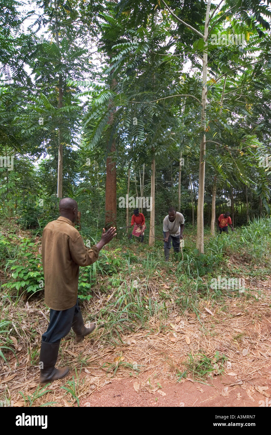 Communauté villageoise, œuvrant dans une forêt de plantation d'espèces indigènes, Ghana Banque D'Images