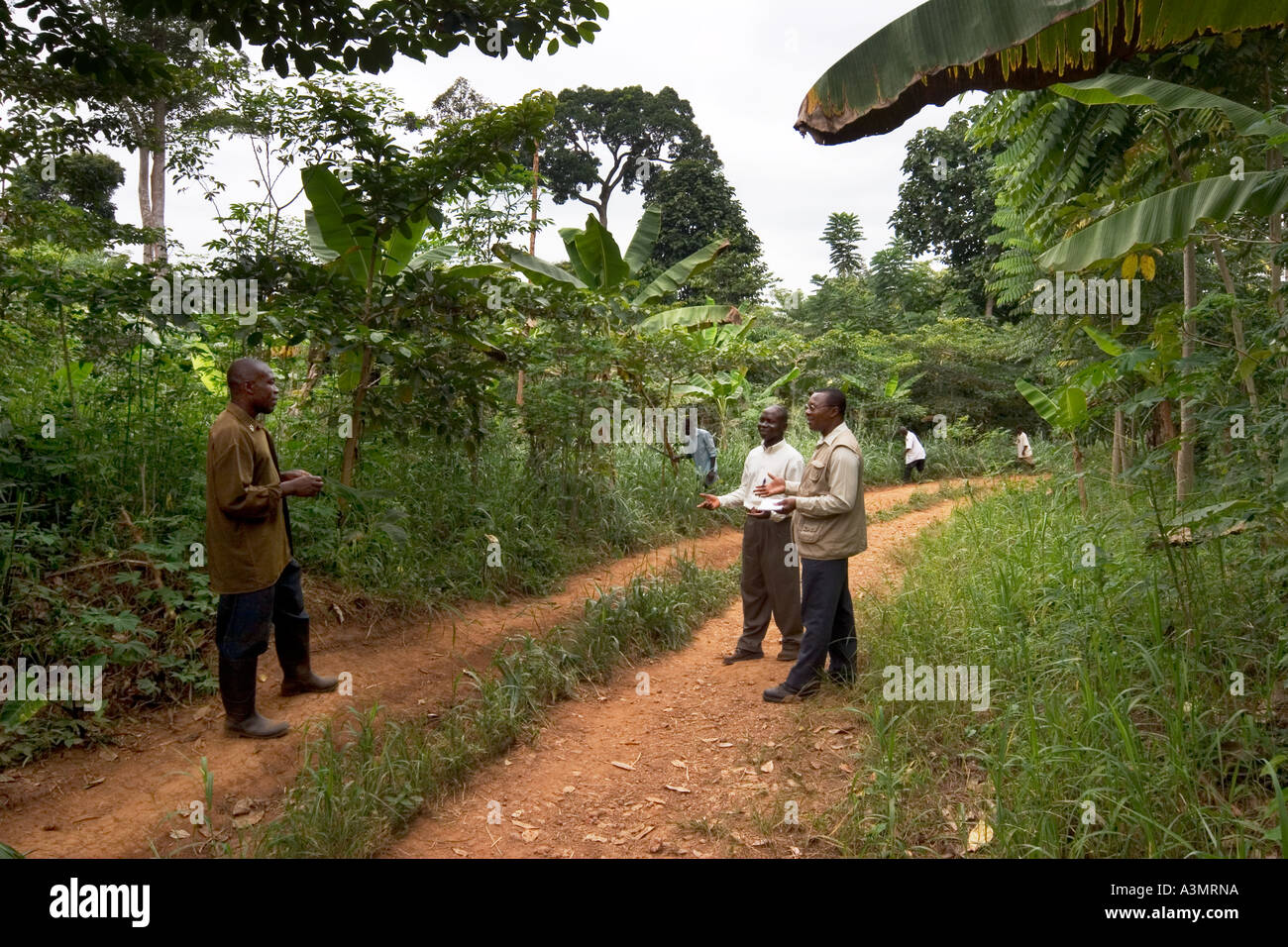 Travailleuse communautaire et les gestionnaires à discuter des questions de foresterie de plantation dans une plantation avec des espèces de bois indigènes, au Ghana Banque D'Images