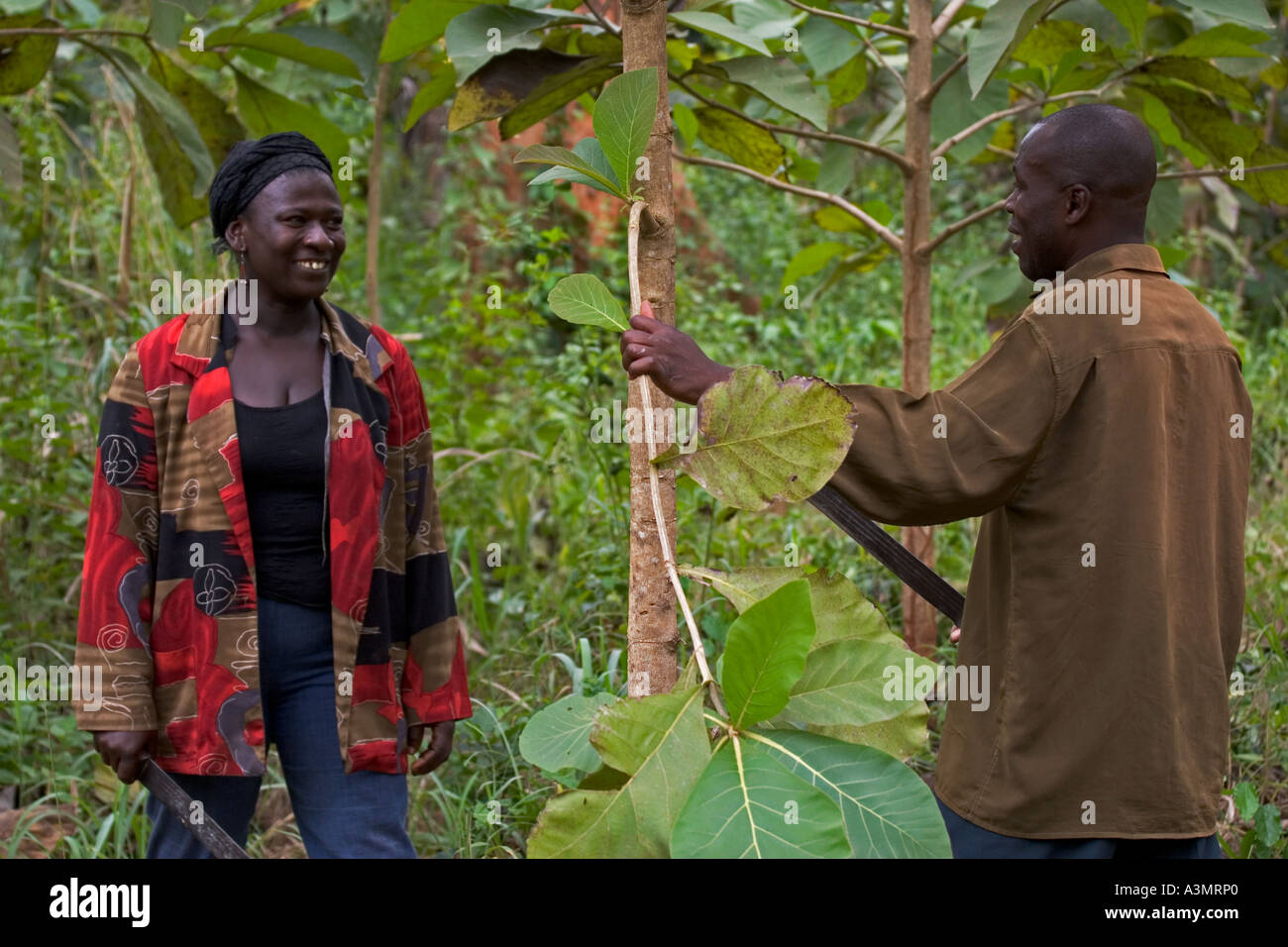 Les travailleurs communautaires discuter de questions forestières dans les plantations de teck, Ghana Banque D'Images