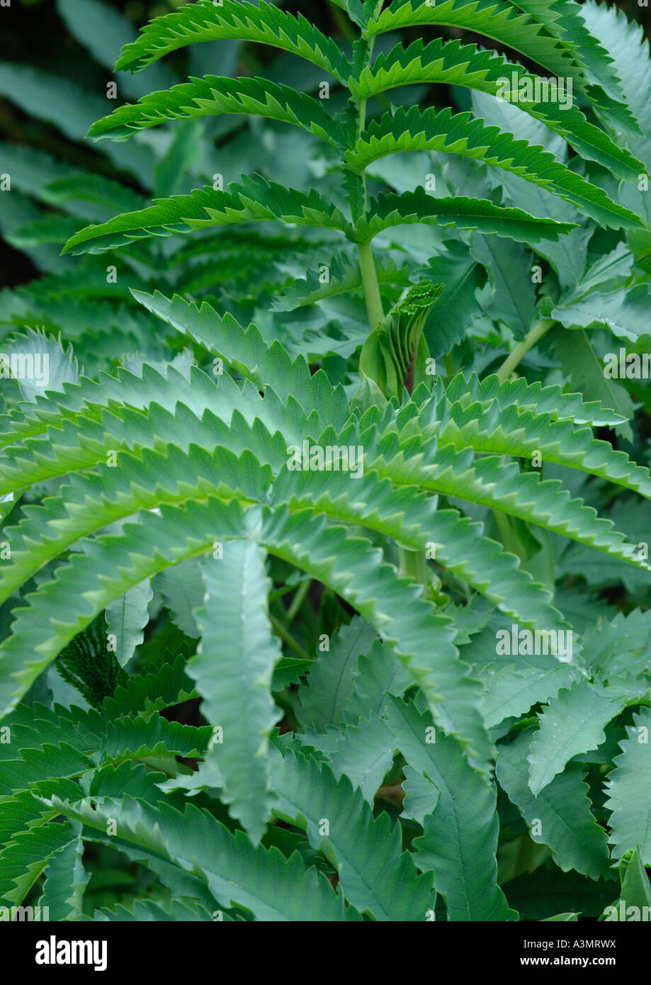 Melianthus major Banque D'Images Melianthus major Banque D'Images