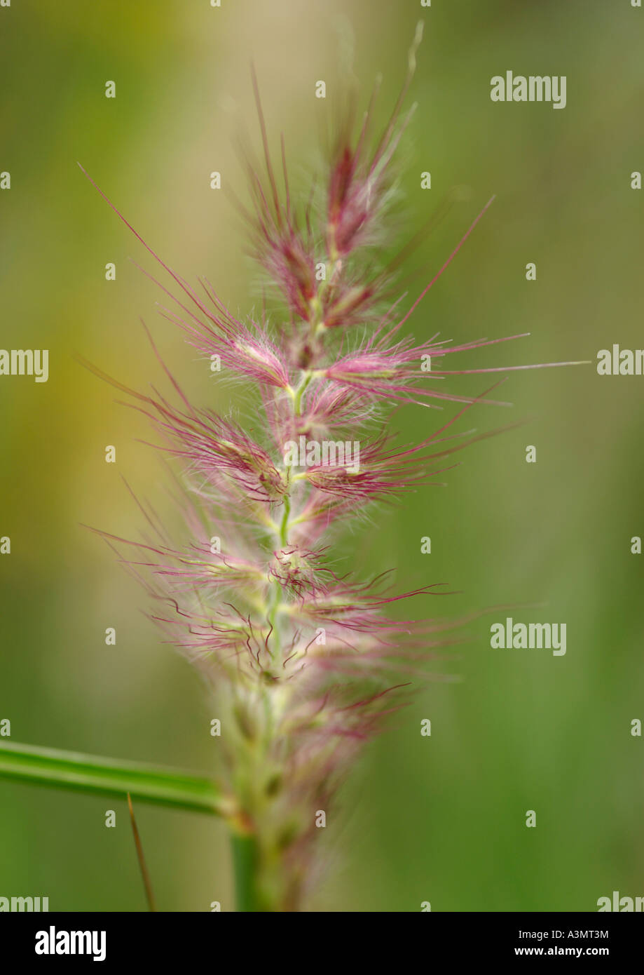 Close up of Pennisetum orientale Shogun Banque D'Images