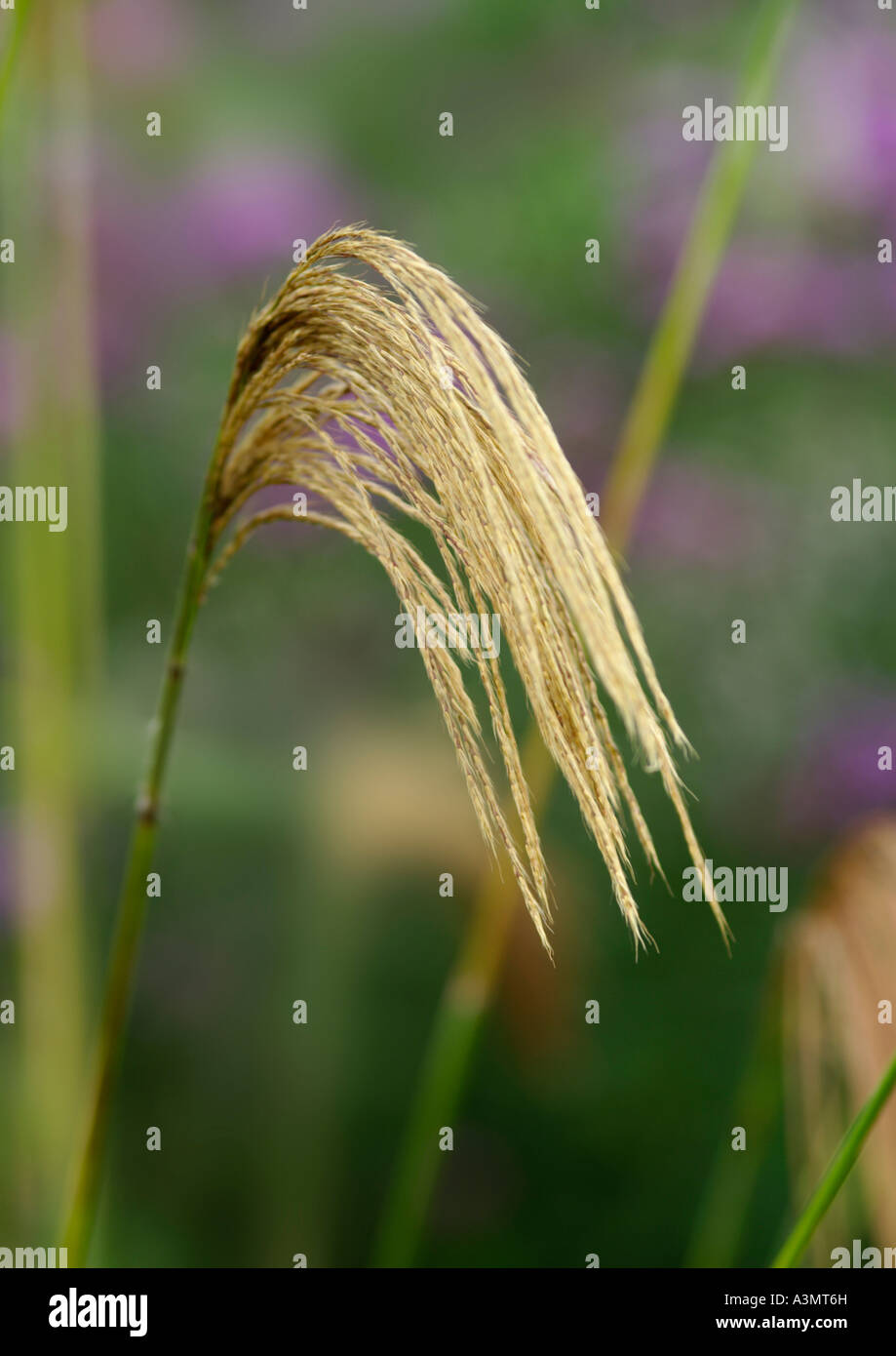 Close up de Miscanthus nepalensis Banque D'Images