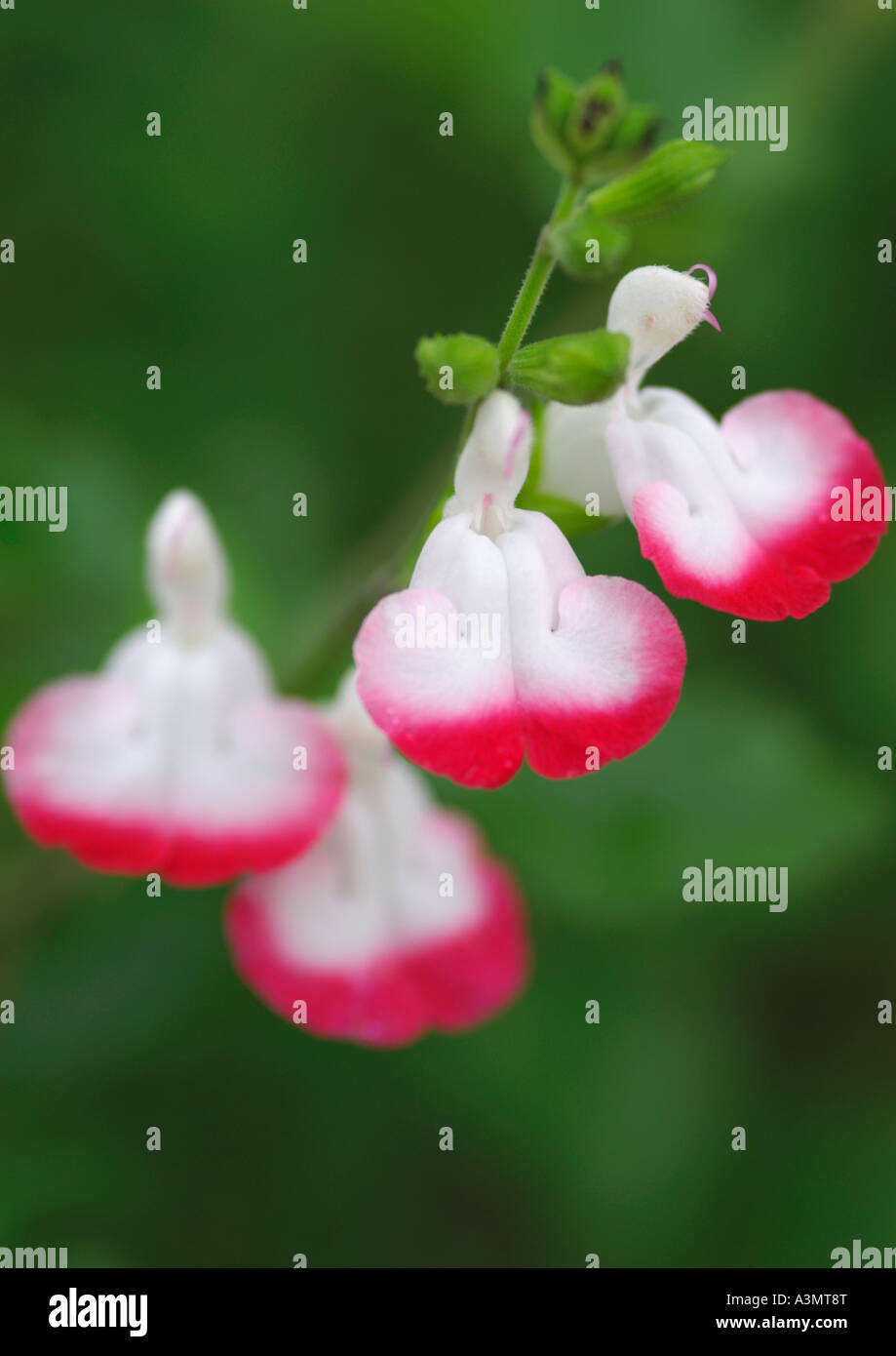 Close up de la salvia microphylla Hot Lips Banque D'Images