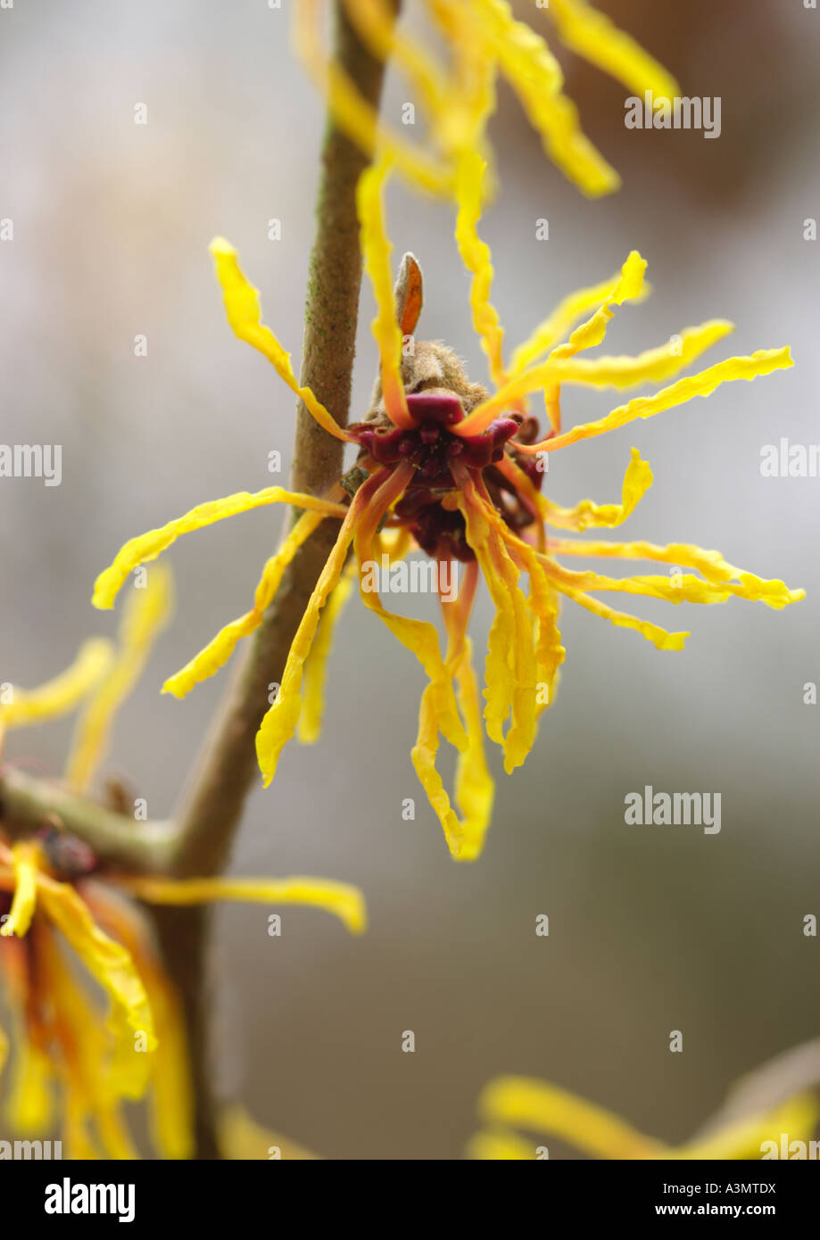 Hamamelis x intermedia Vezna l'Hamamélis Banque D'Images