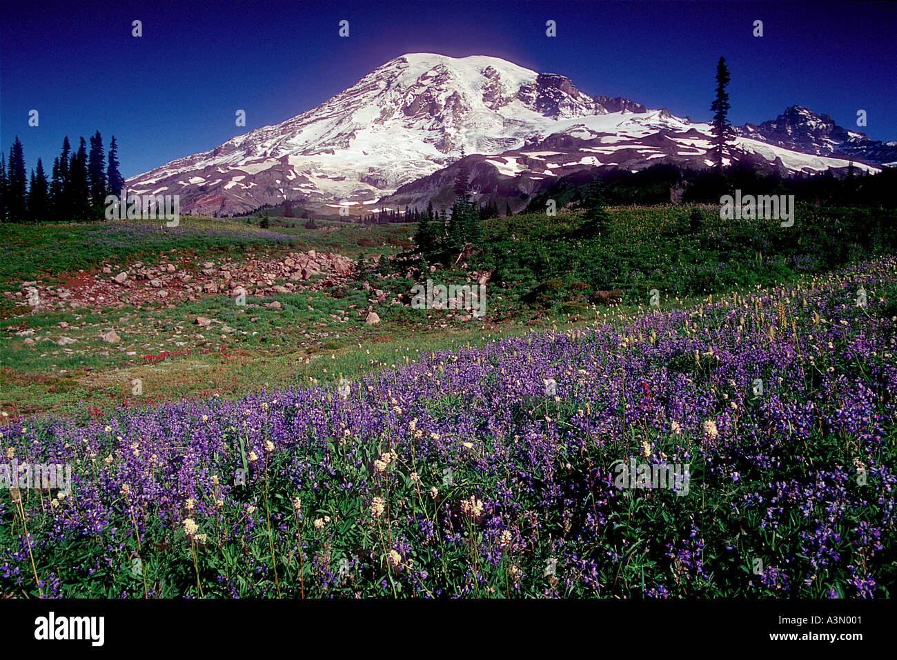 Mt Rainier au-dessus des fleurs des champs le long du sentier des lacs dans le Parc National de Mount Rainier Washington Banque D'Images