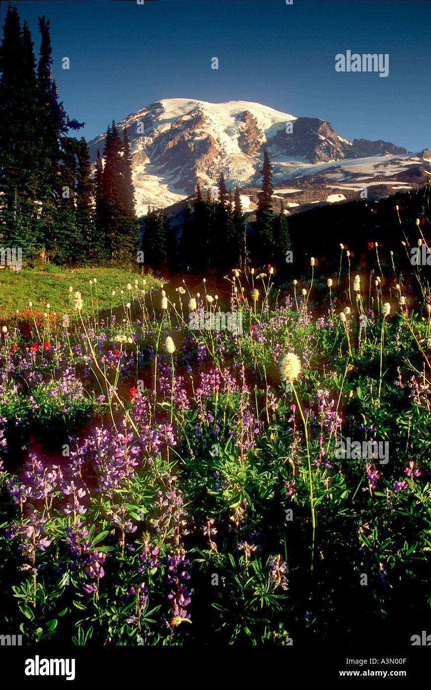 Mt Rainier au-dessus des fleurs des champs le long du sentier des lacs dans le Parc National de Mount Rainier Washington Banque D'Images