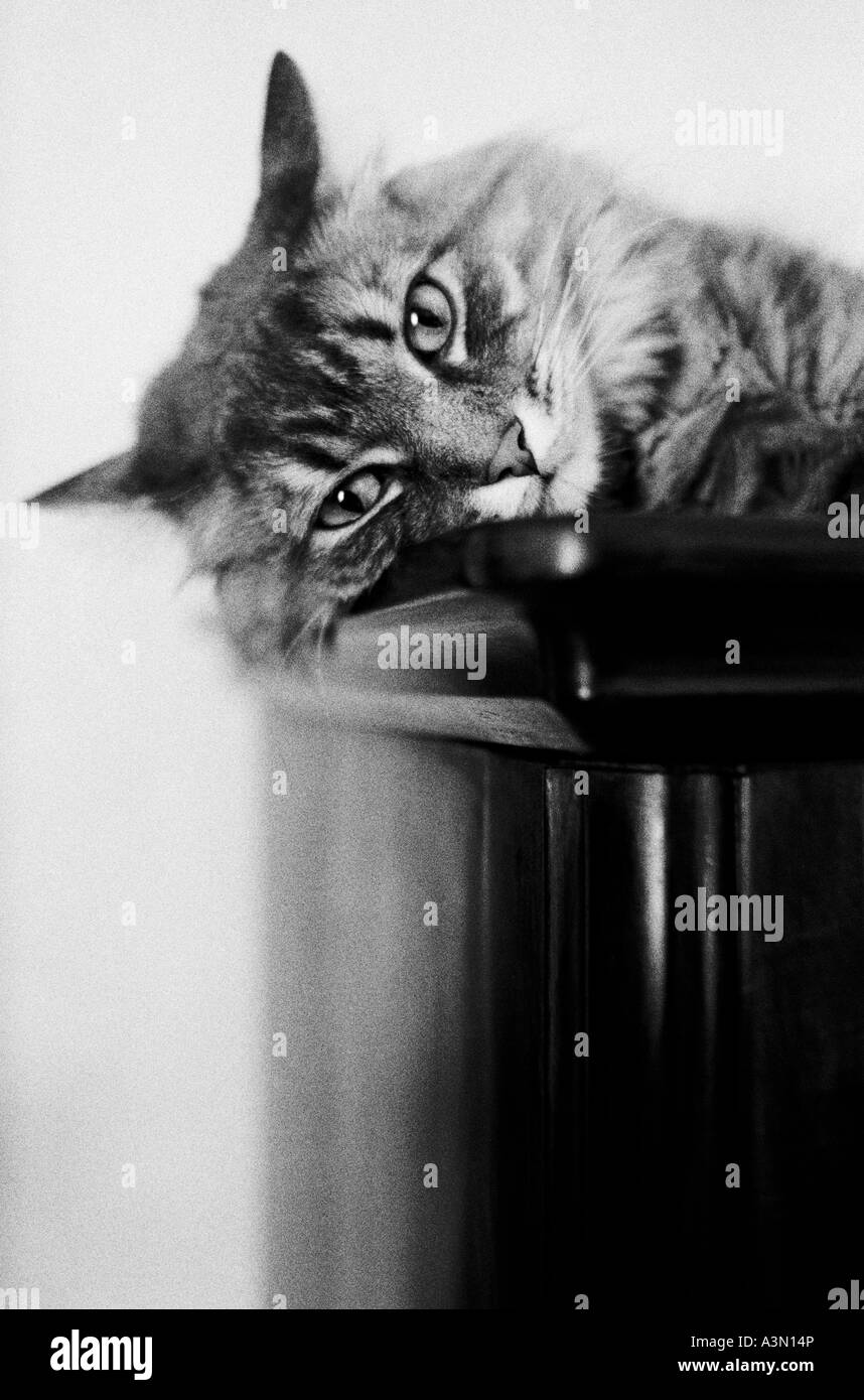 Chat domestique à la maison Banque D'Images