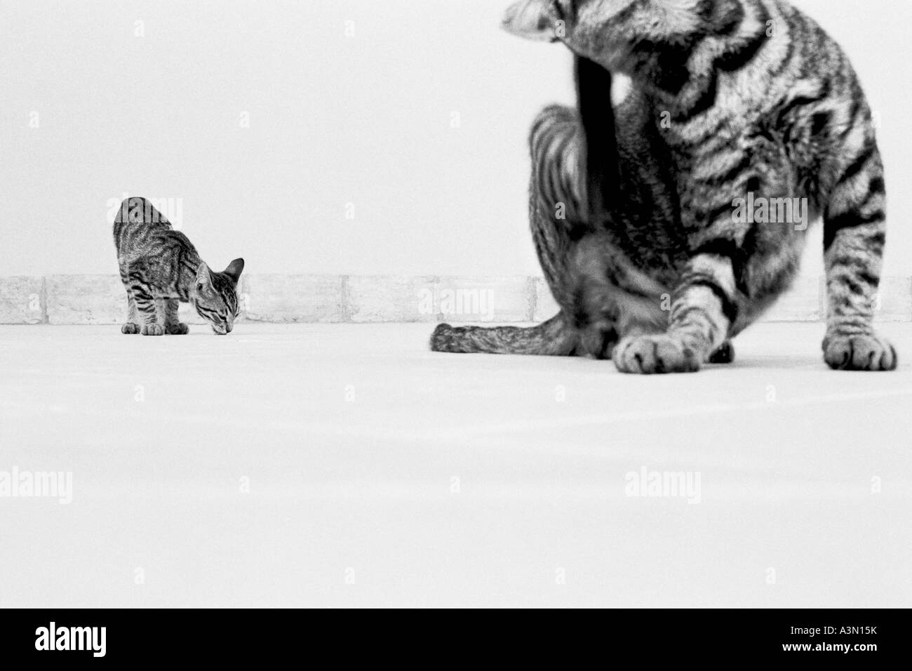 Gratter les chats Banque D'Images