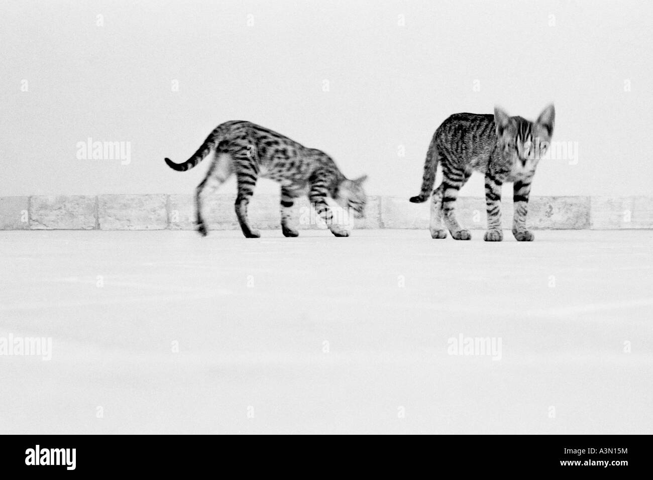 Chats de chasse Banque D'Images