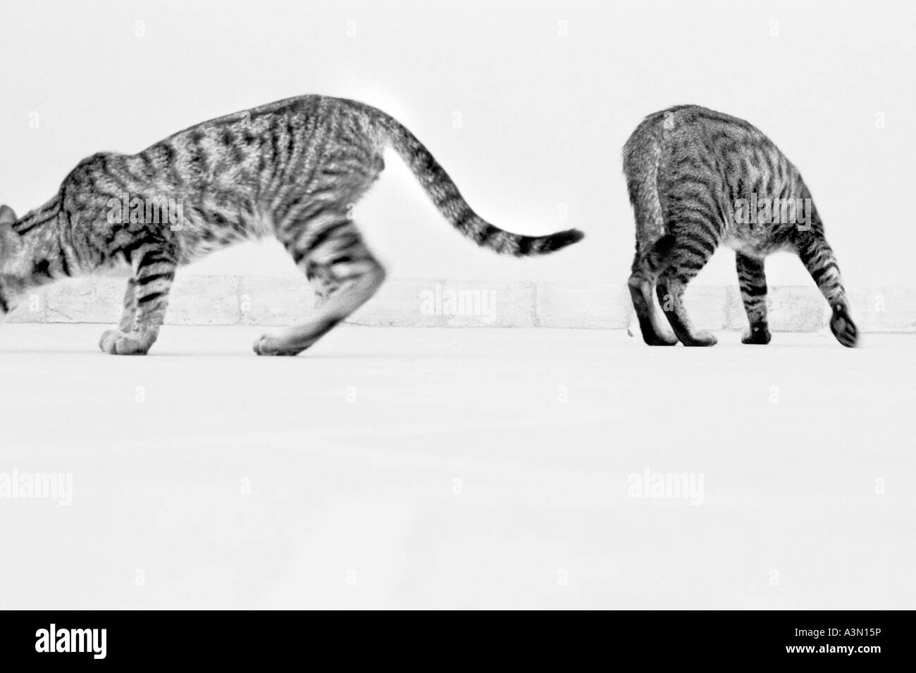 Renifler les chats Banque D'Images