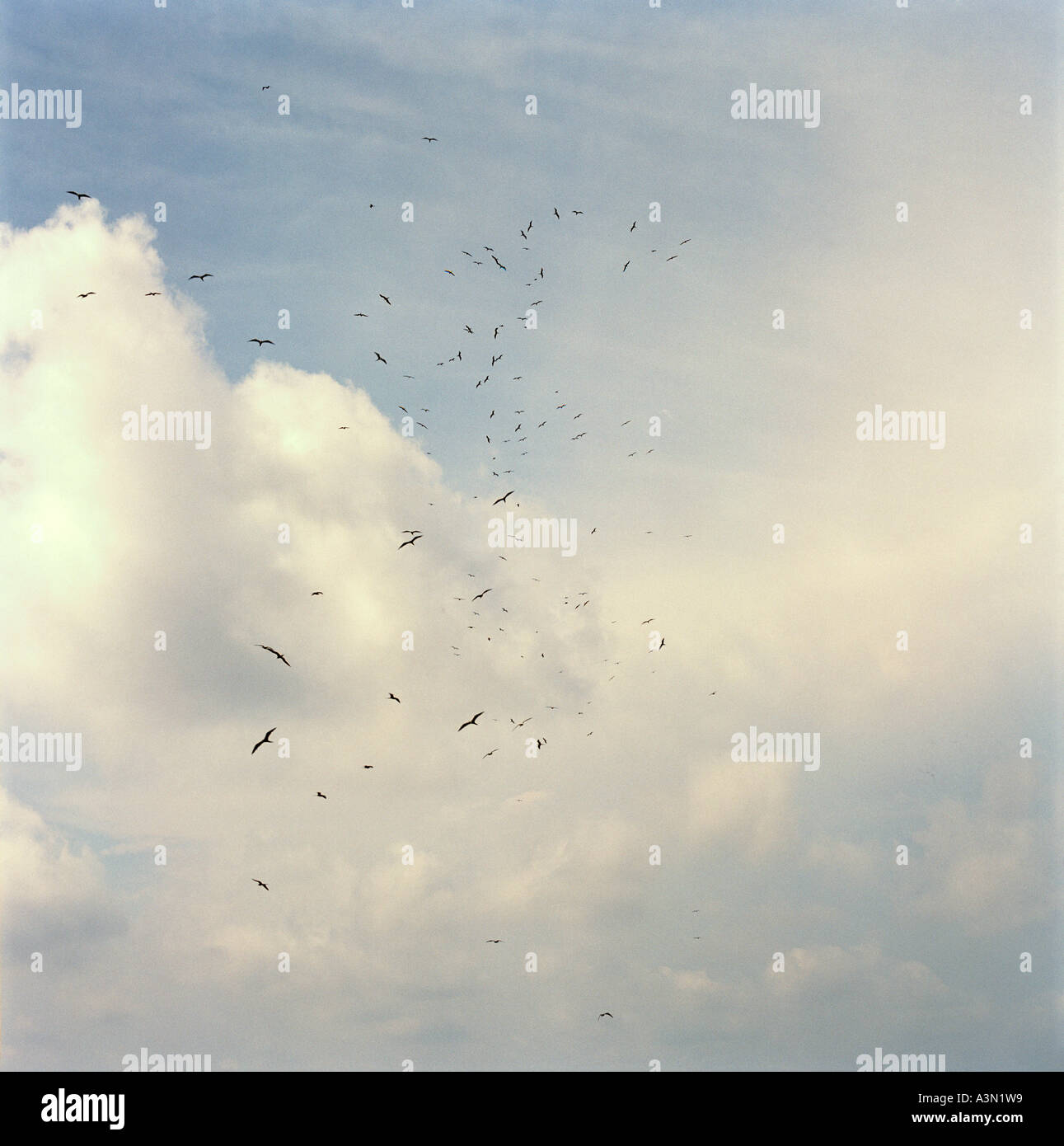 Un troupeau d'oiseaux migrateurs en spirale au-dessus de la mer des Caraïbes, à Cartagena, Colombie. Banque D'Images