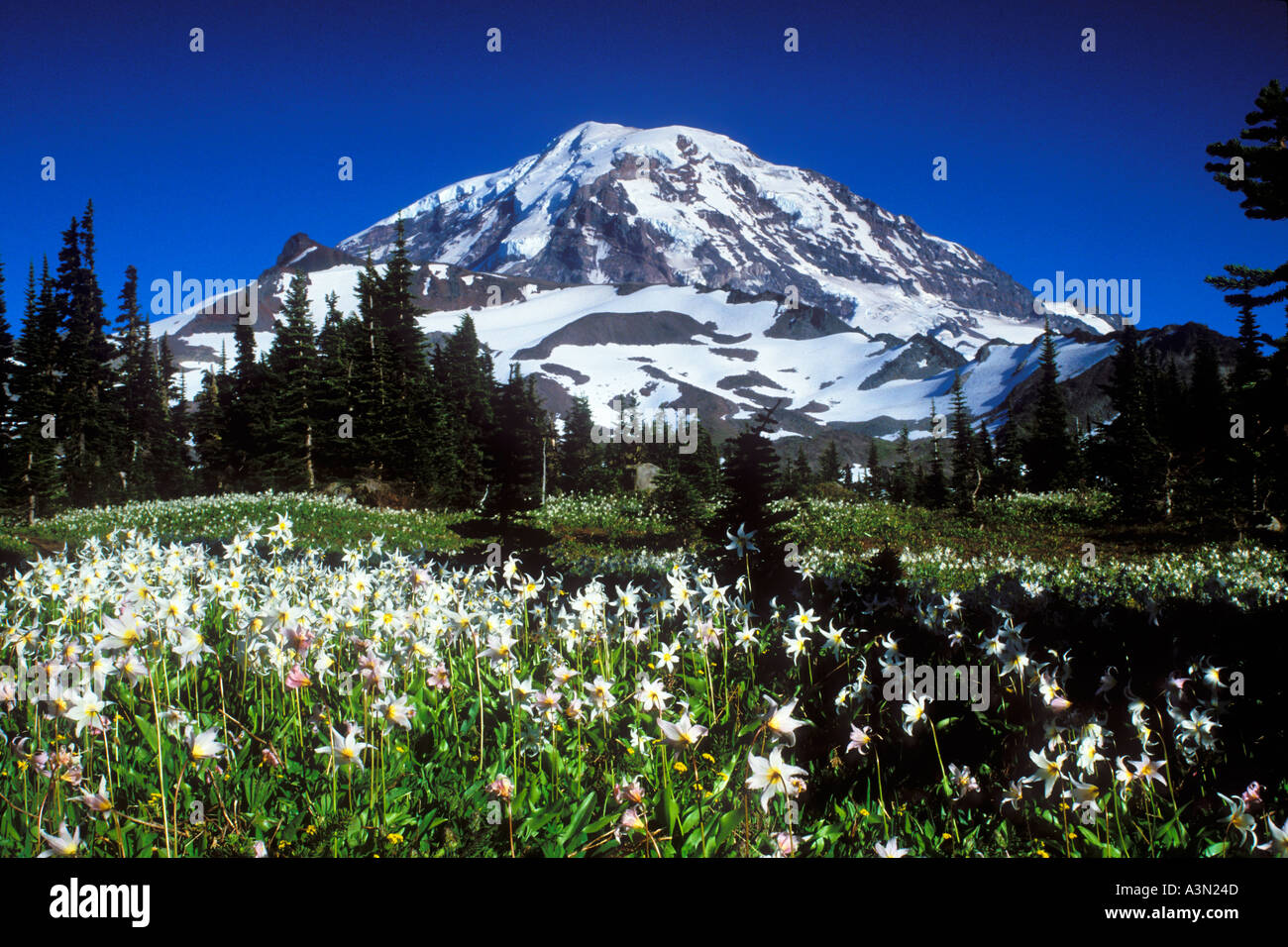 Mt Rainier avalanche au-dessus de la Spray lillies Park Mount Rainier National Park Washington Banque D'Images