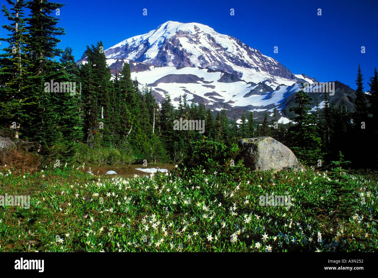 Mt Rainier avalanche au-dessus de la Spray lillies Park Mount Rainier National Park Washington Banque D'Images
