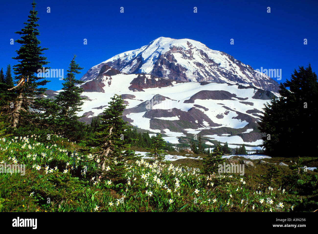 Mt Rainier avalanche au-dessus de la Spray lillies Park Mount Rainier National Park Washington Banque D'Images