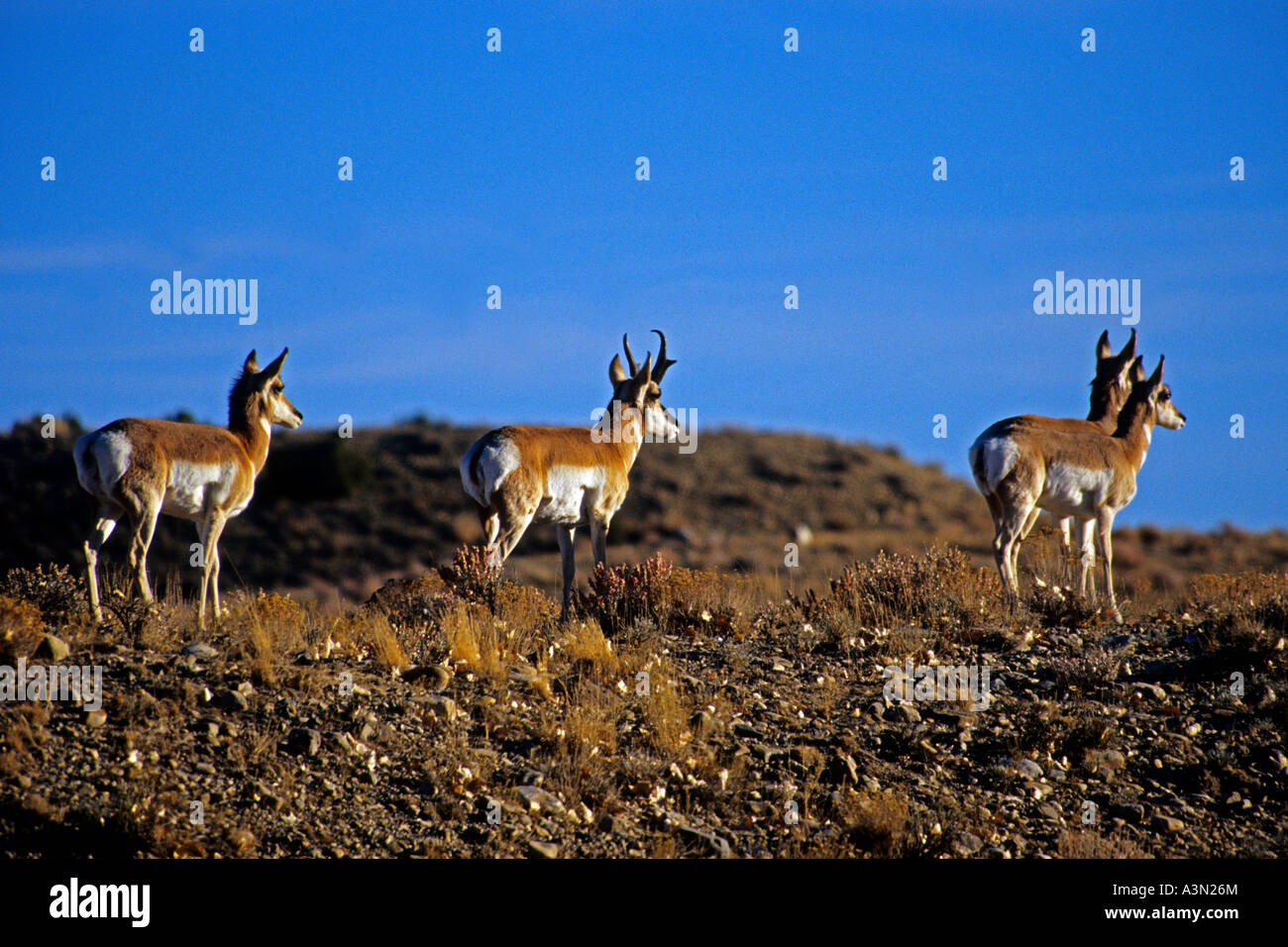 Antilocapre Antilocapra americana dans le sud de l'Utah Banque D'Images