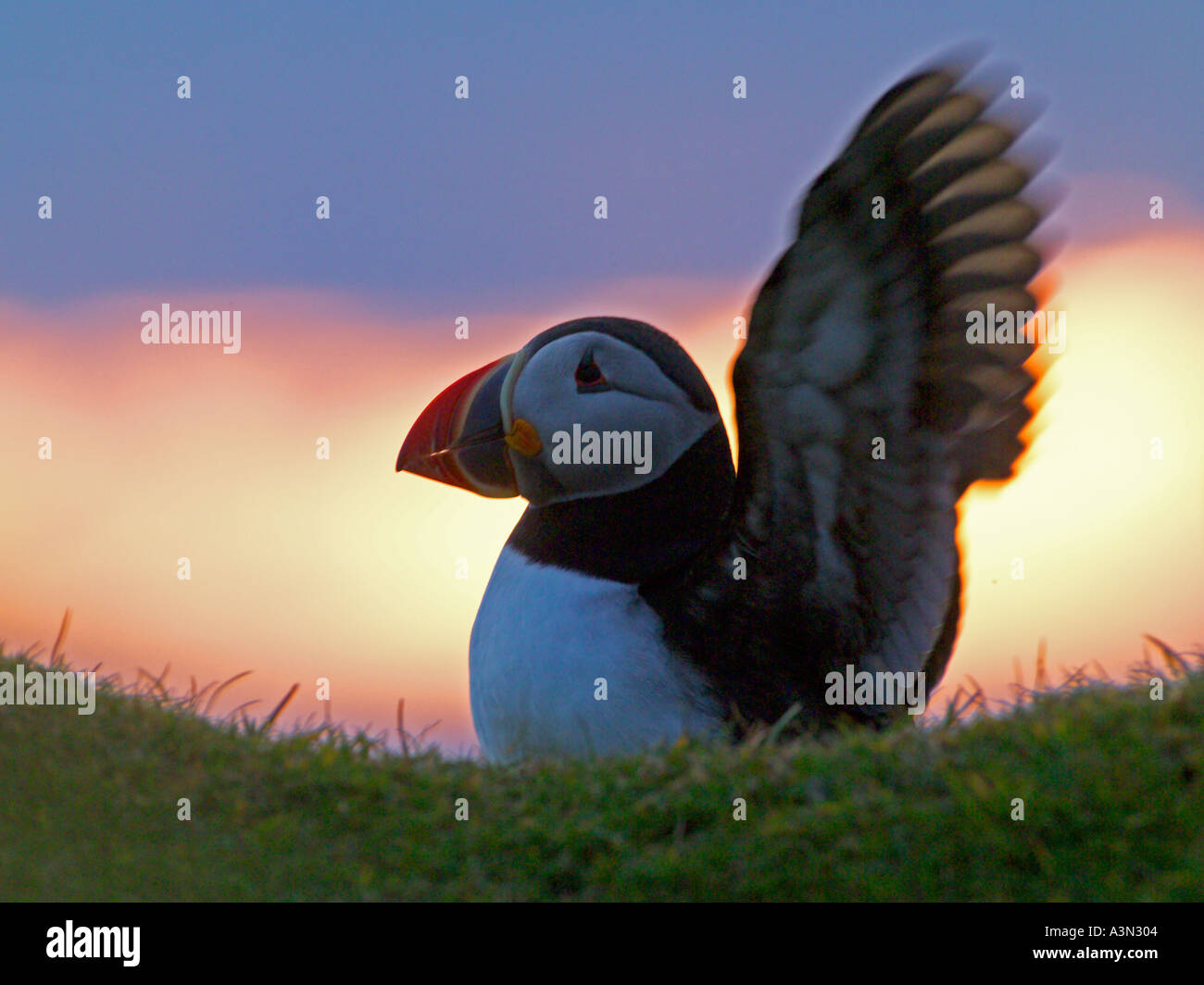 Macareux moine (Fratercula arctica) debout sur la falaise au coucher du soleil de juin Ecosse Shetland Banque D'Images