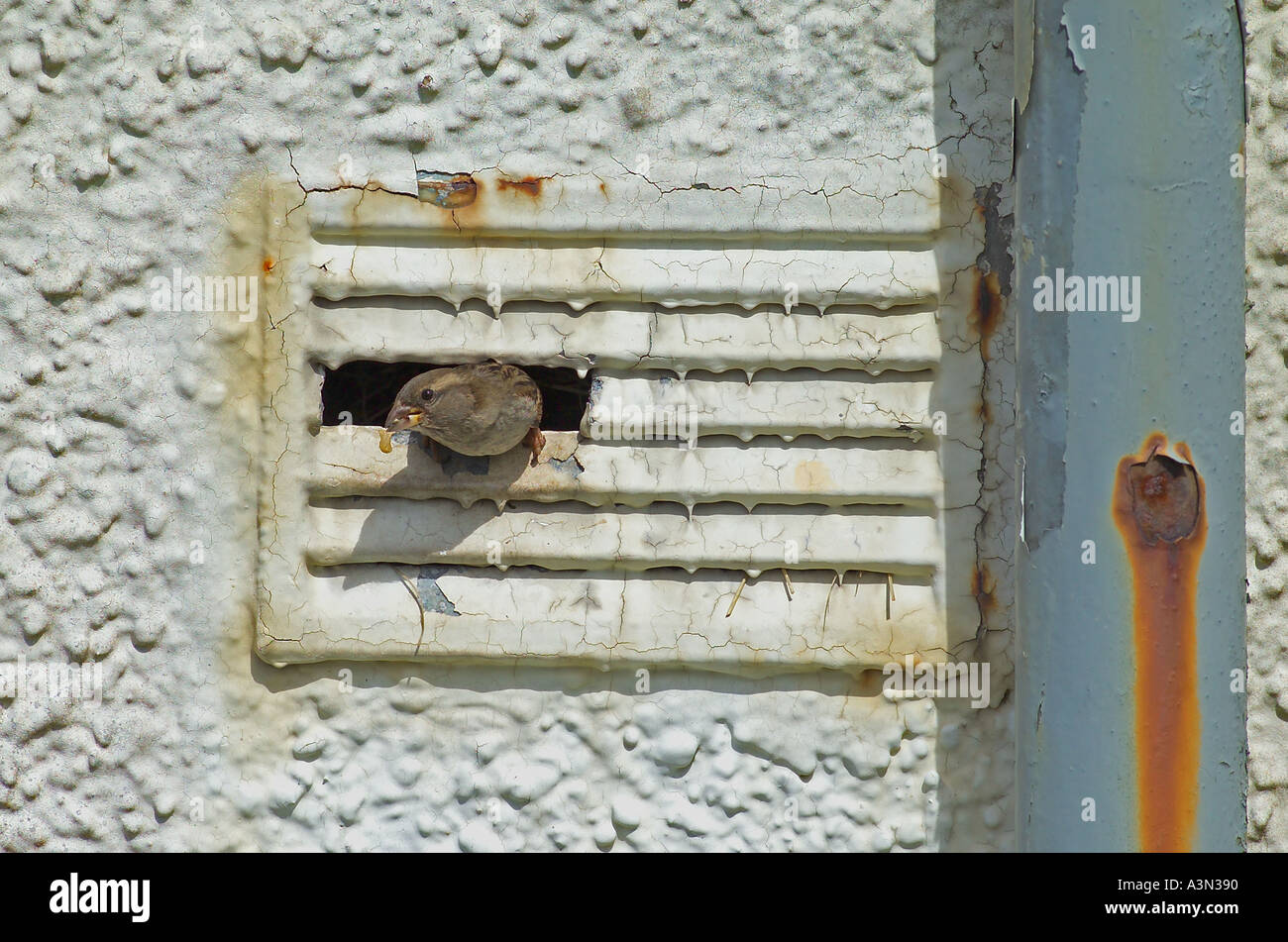 Moineau domestique Passer domesticus femelle nid laissant place à évent dans bâtiment abandonné UK Banque D'Images