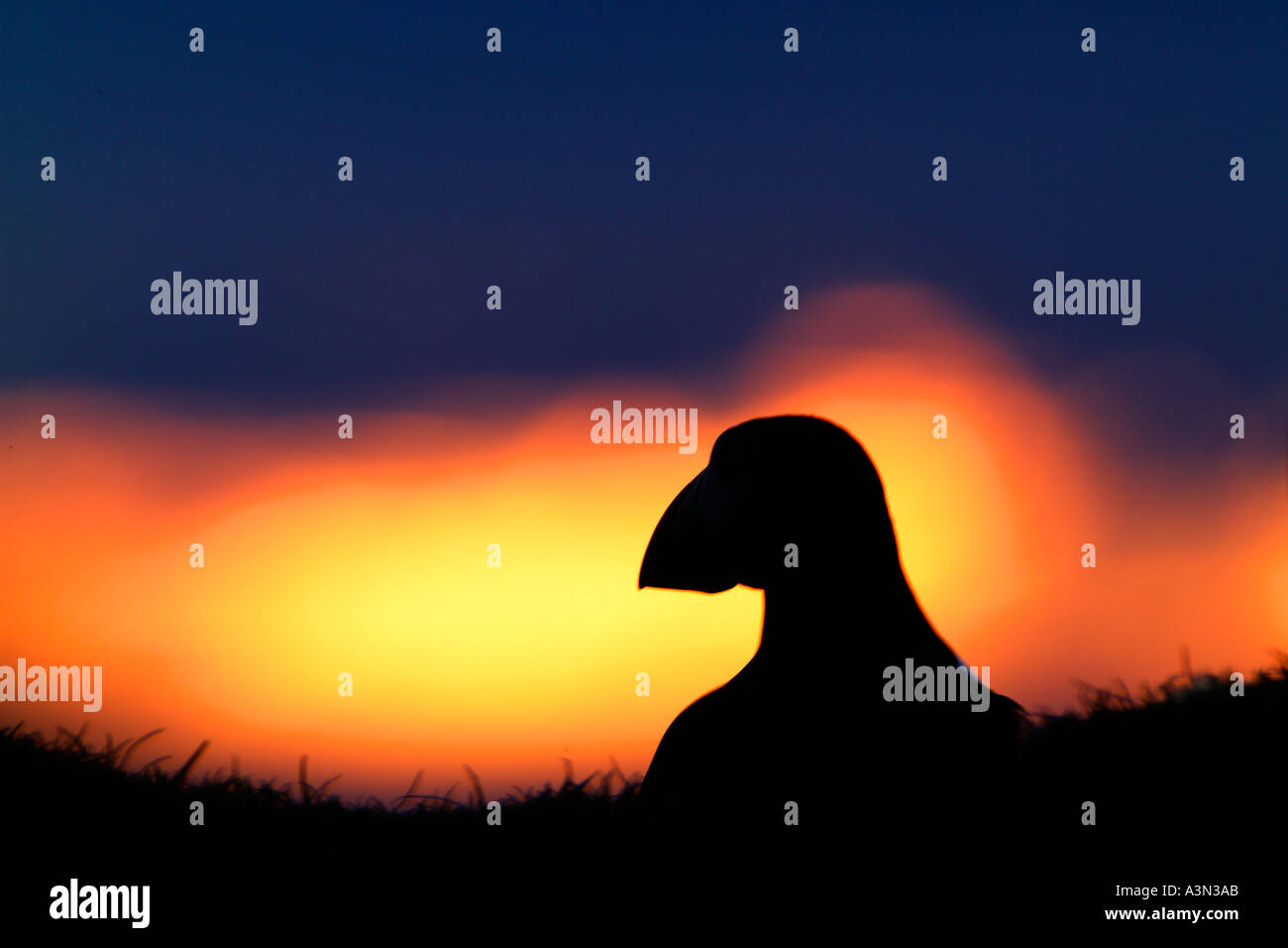 Macareux moine (Fratercula arctica) debout sur la falaise au coucher du soleil de juin Ecosse Shetland Banque D'Images
