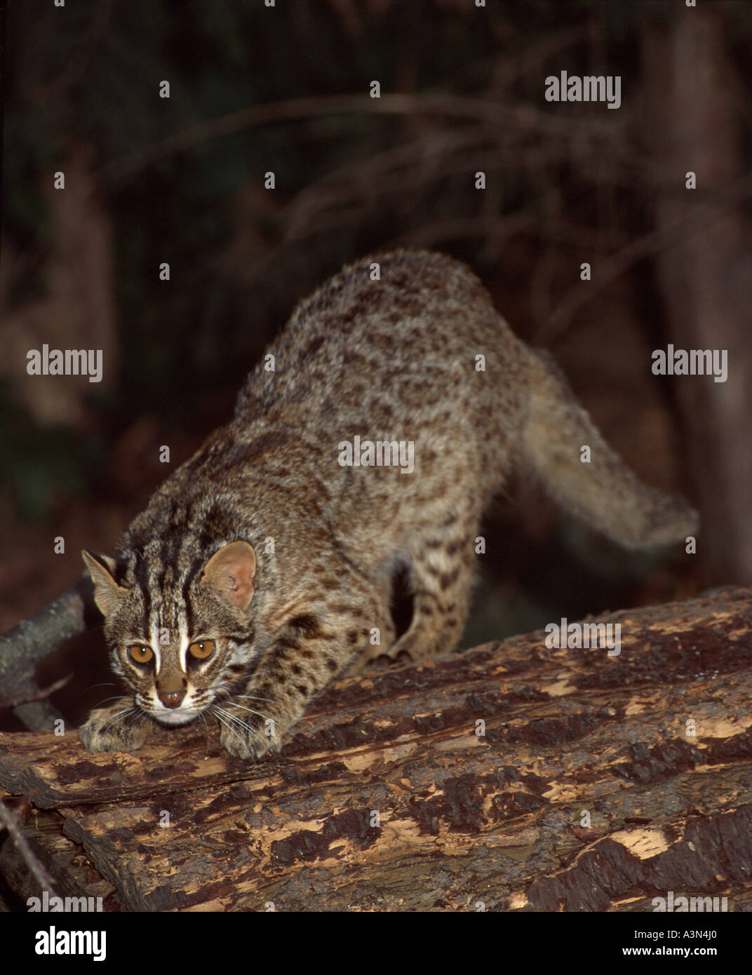 Amur Leopard cat Prionailurus bengalensis euptilura captif de l'Asie du Nord-Est Banque D'Images