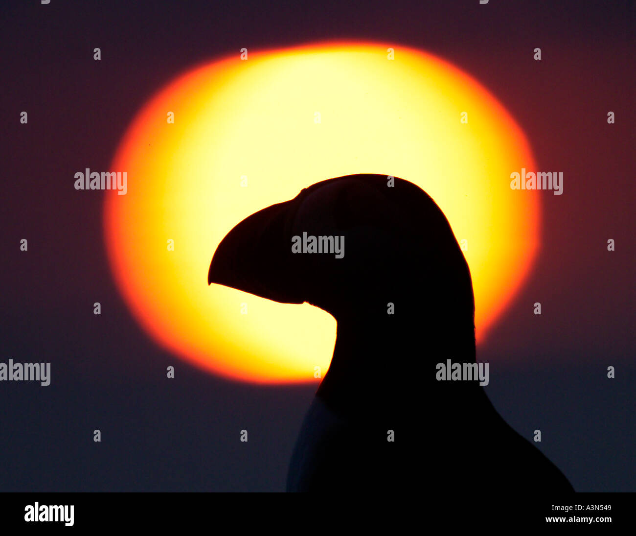 Macareux moine (Fratercula arctica) debout sur la falaise au coucher du soleil de juin Ecosse Shetland Banque D'Images