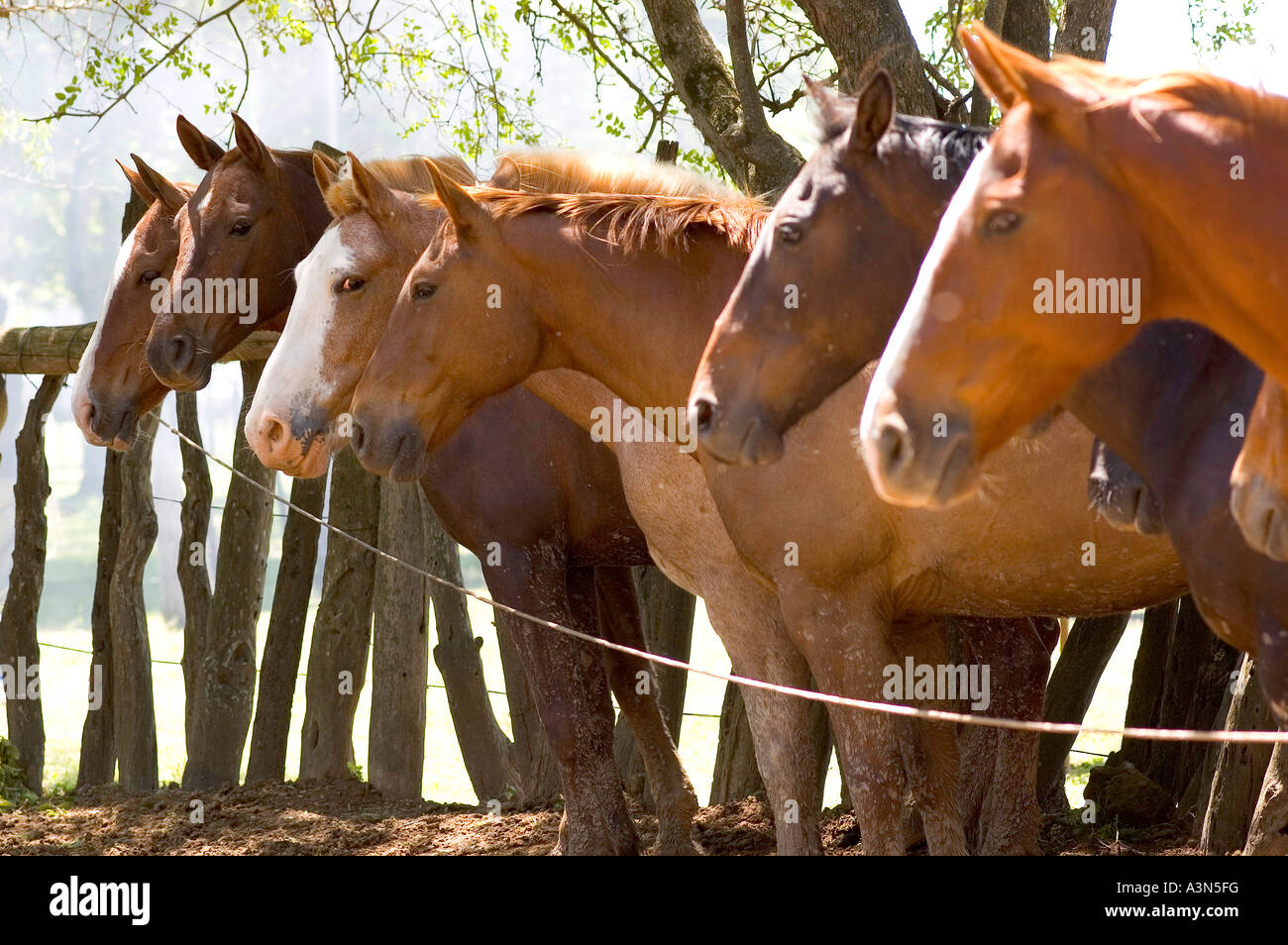 Chevaux calme dans la Fiesta de la Tradicion, San Antonio de Areco, Provincia de Buenos Aires, Argentine Banque D'Images