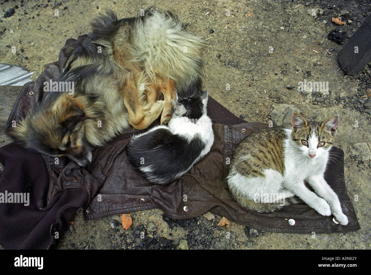 Chien et deux chats ensemble sur une vieille veste, Smerek, Pologne Banque D'Images