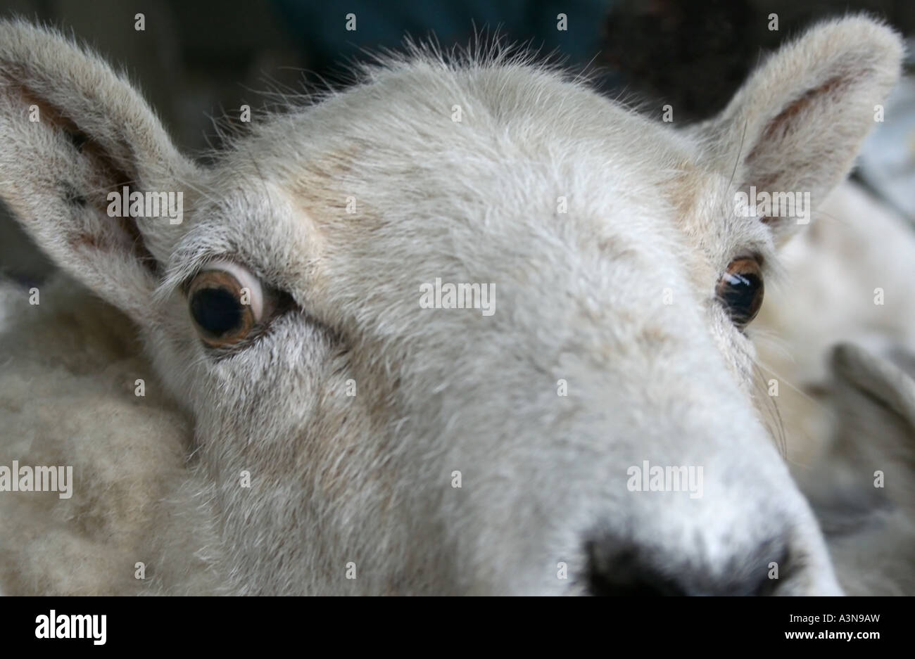 Close up de brebis. Face à l'animal. Ferme de moutons. Le Pays de Galles. UK. Banque D'Images