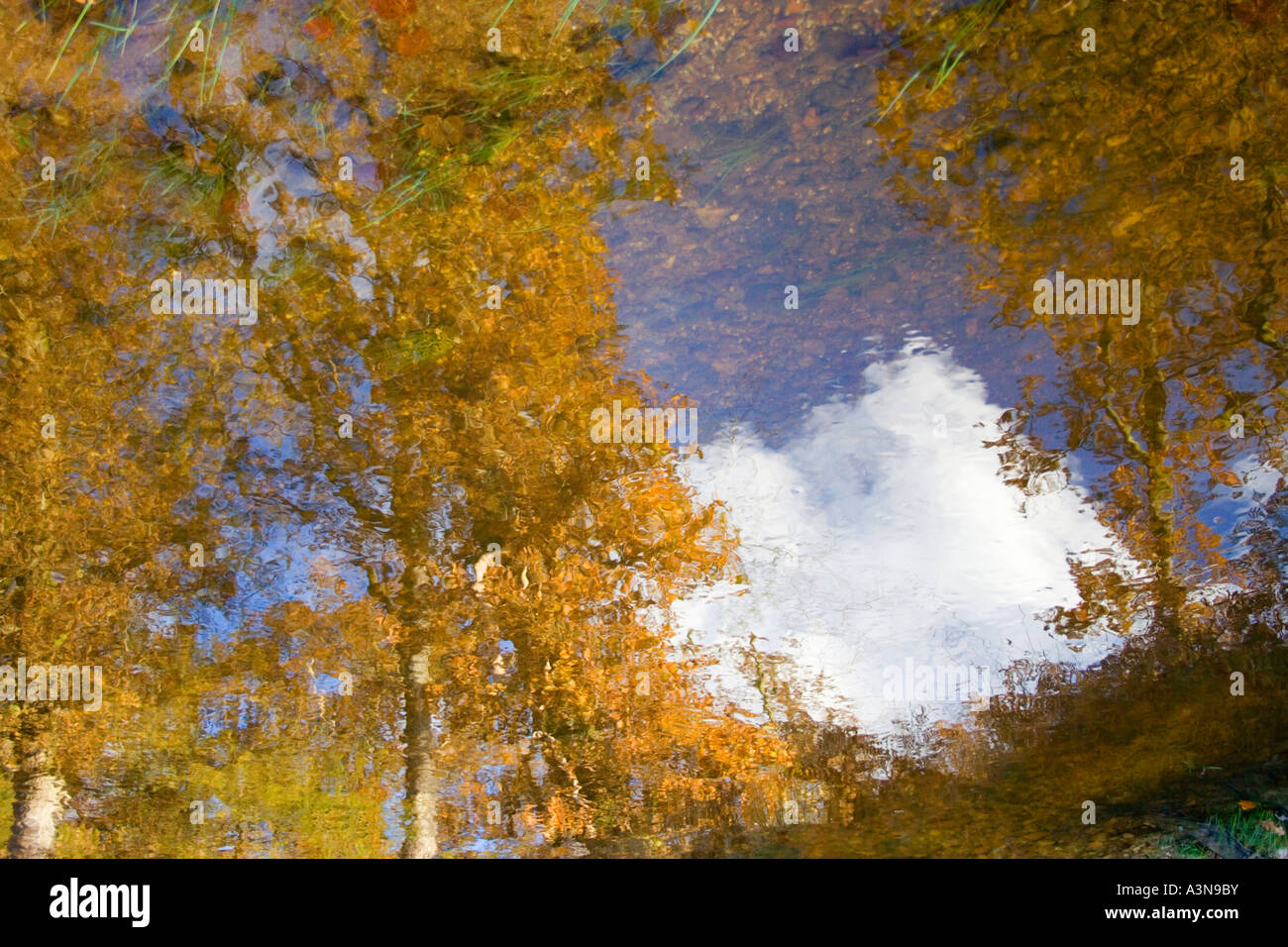Les arbres et les cumulus se reflète dans l'eau de bassin. Parc National de New Forest. Le Hampshire. UK Banque D'Images
