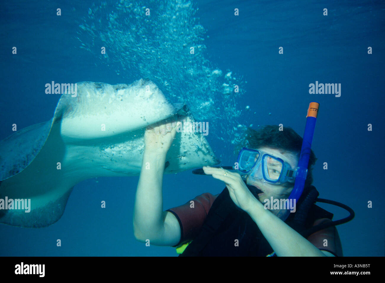 Diver avoir une rencontre rapprochée avec un Sting-ray. Banque D'Images